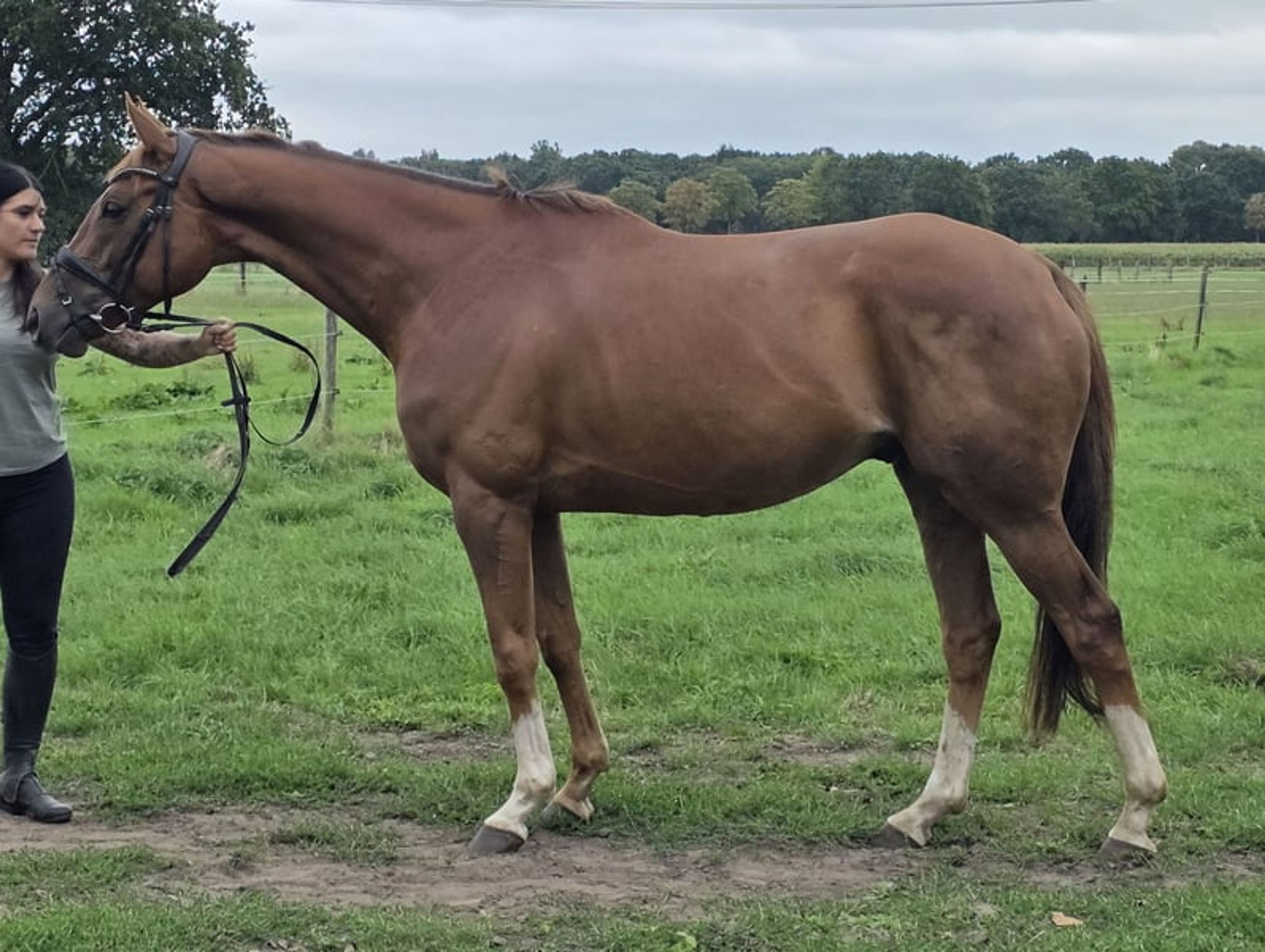 6-year-old Irish gelding, a wonderful family horse!!! - Image 4