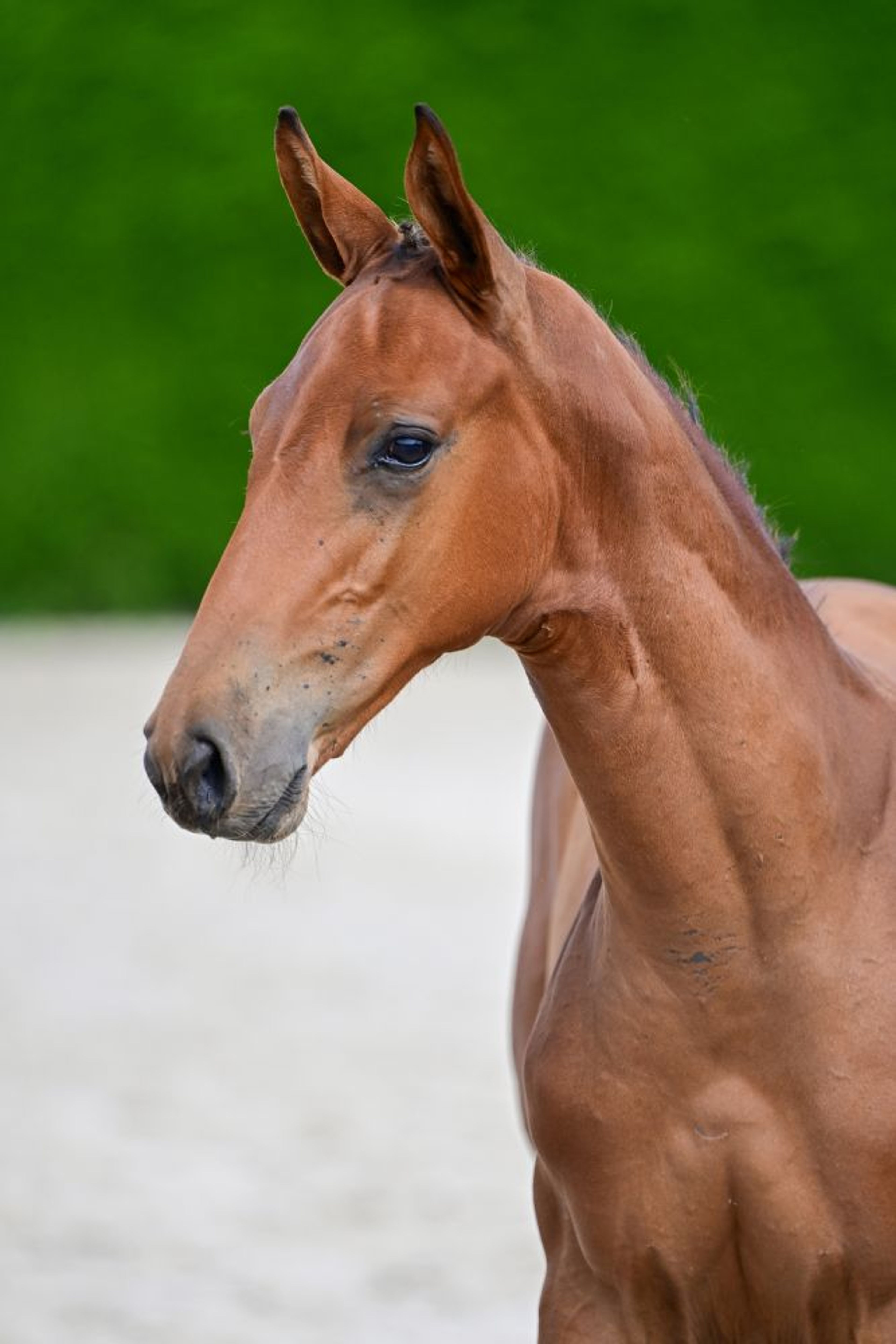 Dragonfly AEG (BALTIC VDL x EMERALD VAN'T RUYTERSHOF) - Image 2