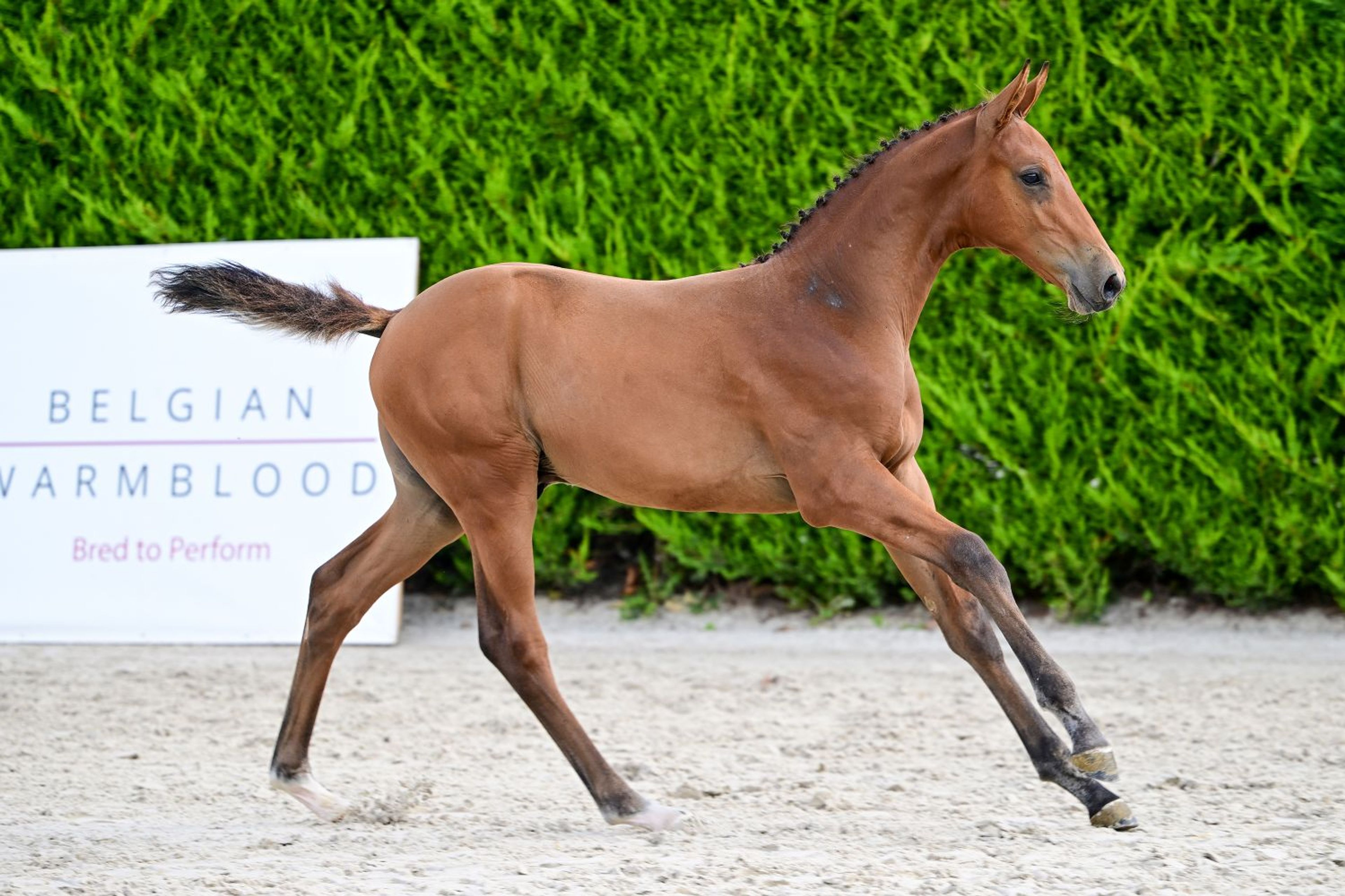 Dragonfly AEG (BALTIC VDL x EMERALD VAN'T RUYTERSHOF) - Image 3