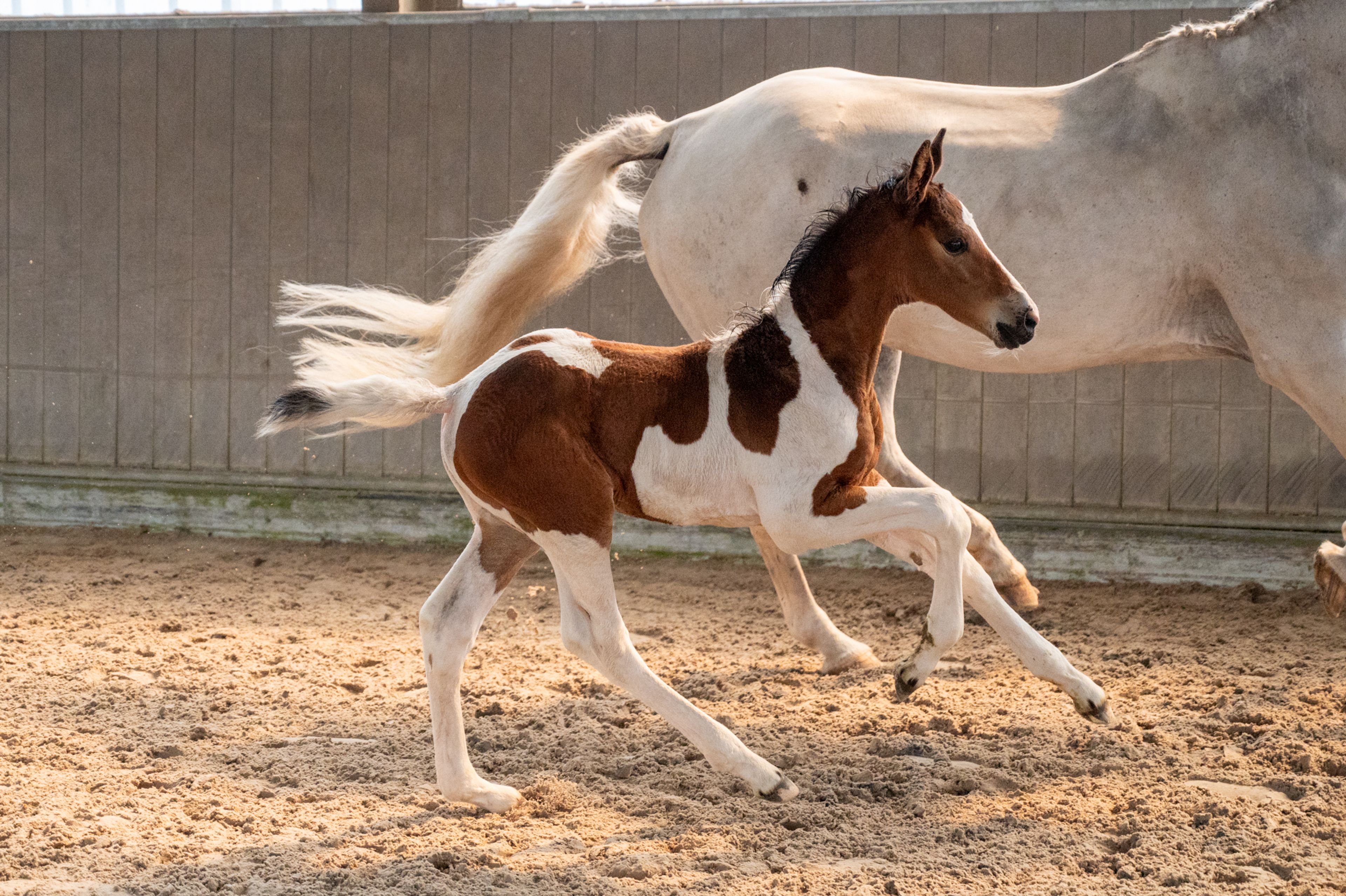 Cubebe van Stal ter Knok (CAYENNE PEPPER TER LINDEN Z x CARESINO) - Image 1