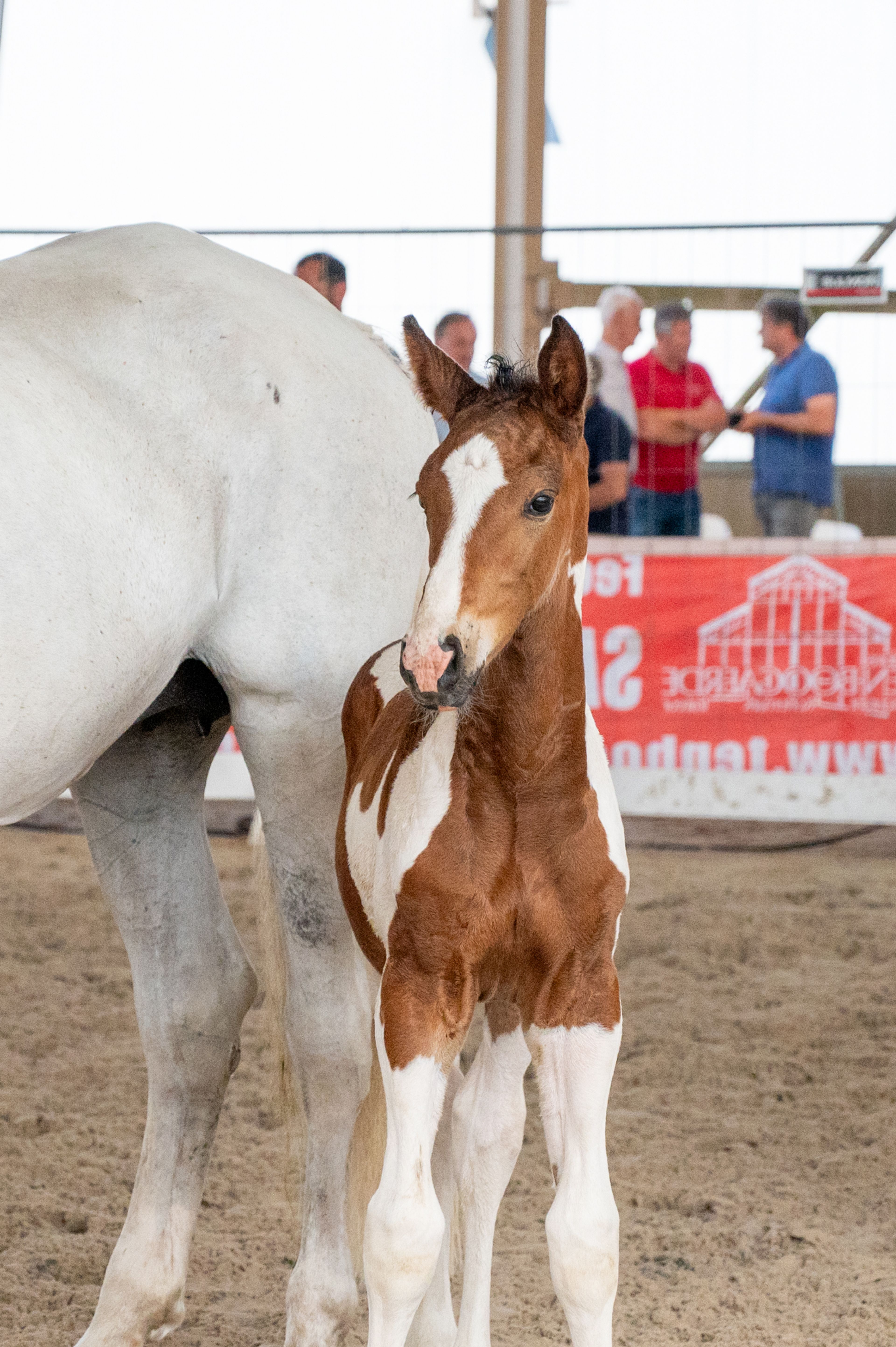 Cubebe van Stal ter Knok (CAYENNE PEPPER TER LINDEN Z x CARESINO) - Image 2