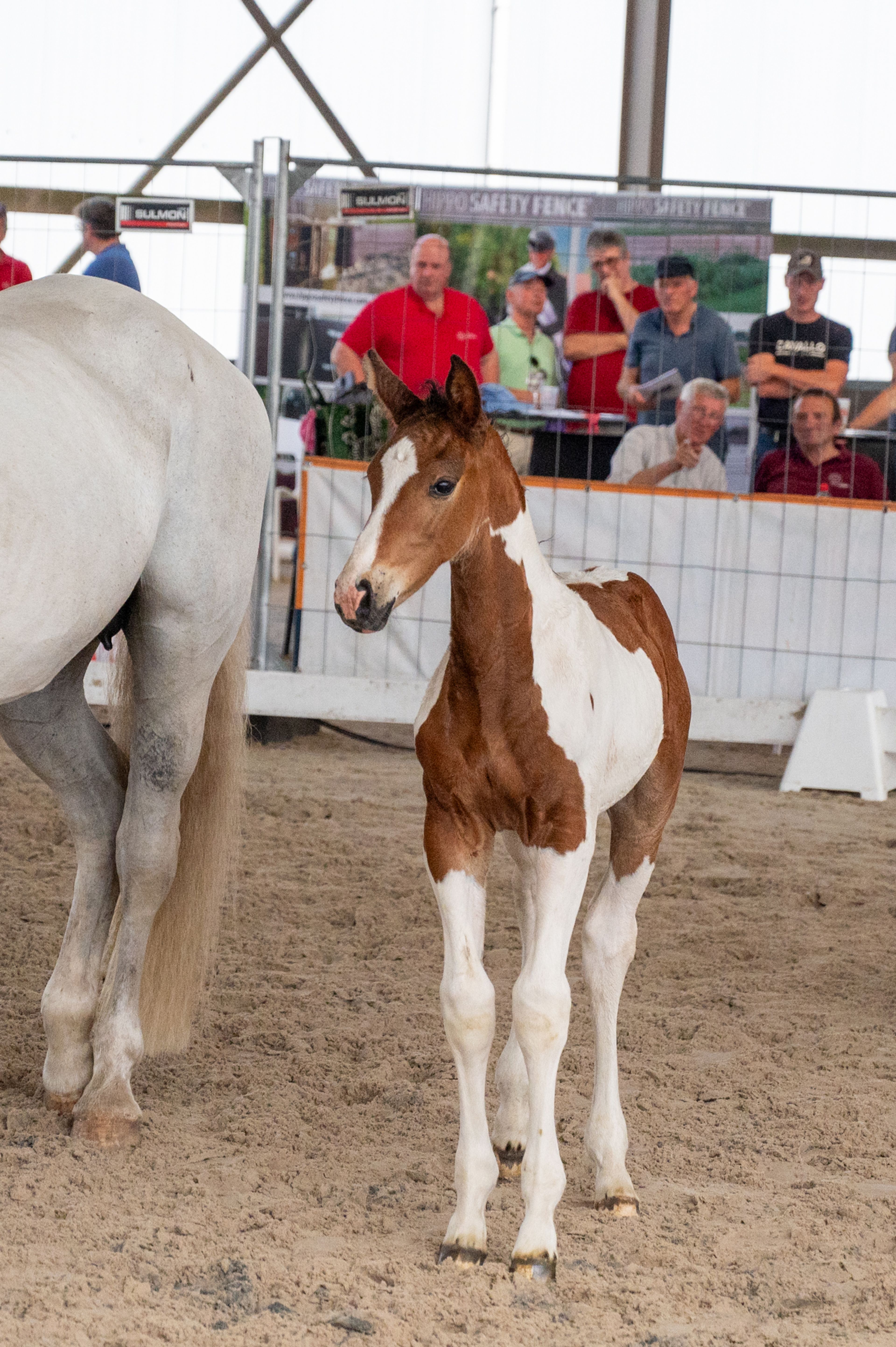 Cubebe van Stal ter Knok (CAYENNE PEPPER TER LINDEN Z x CARESINO) - Image 3