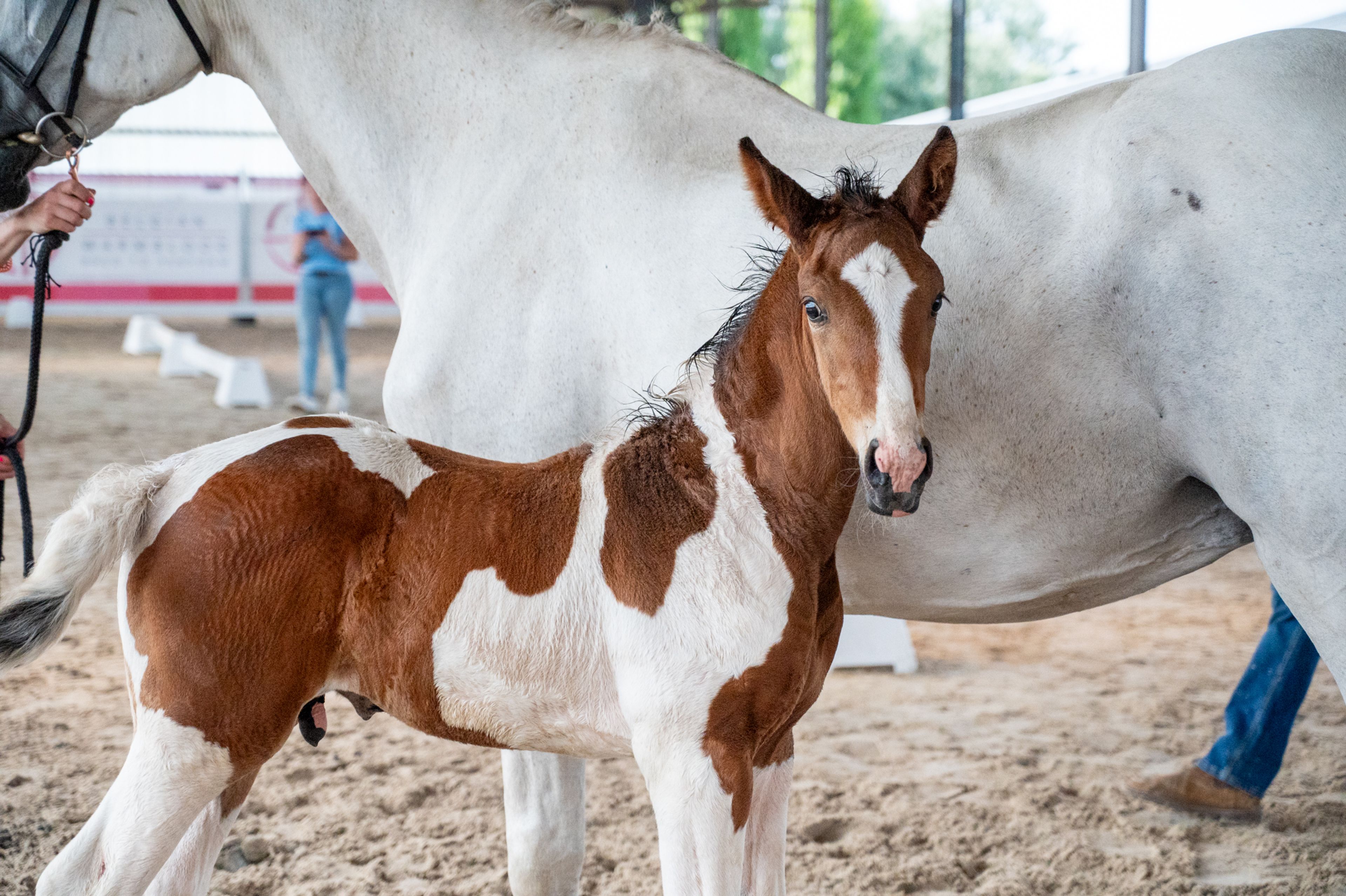 Cubebe van Stal ter Knok (CAYENNE PEPPER TER LINDEN Z x CARESINO) - Image 4