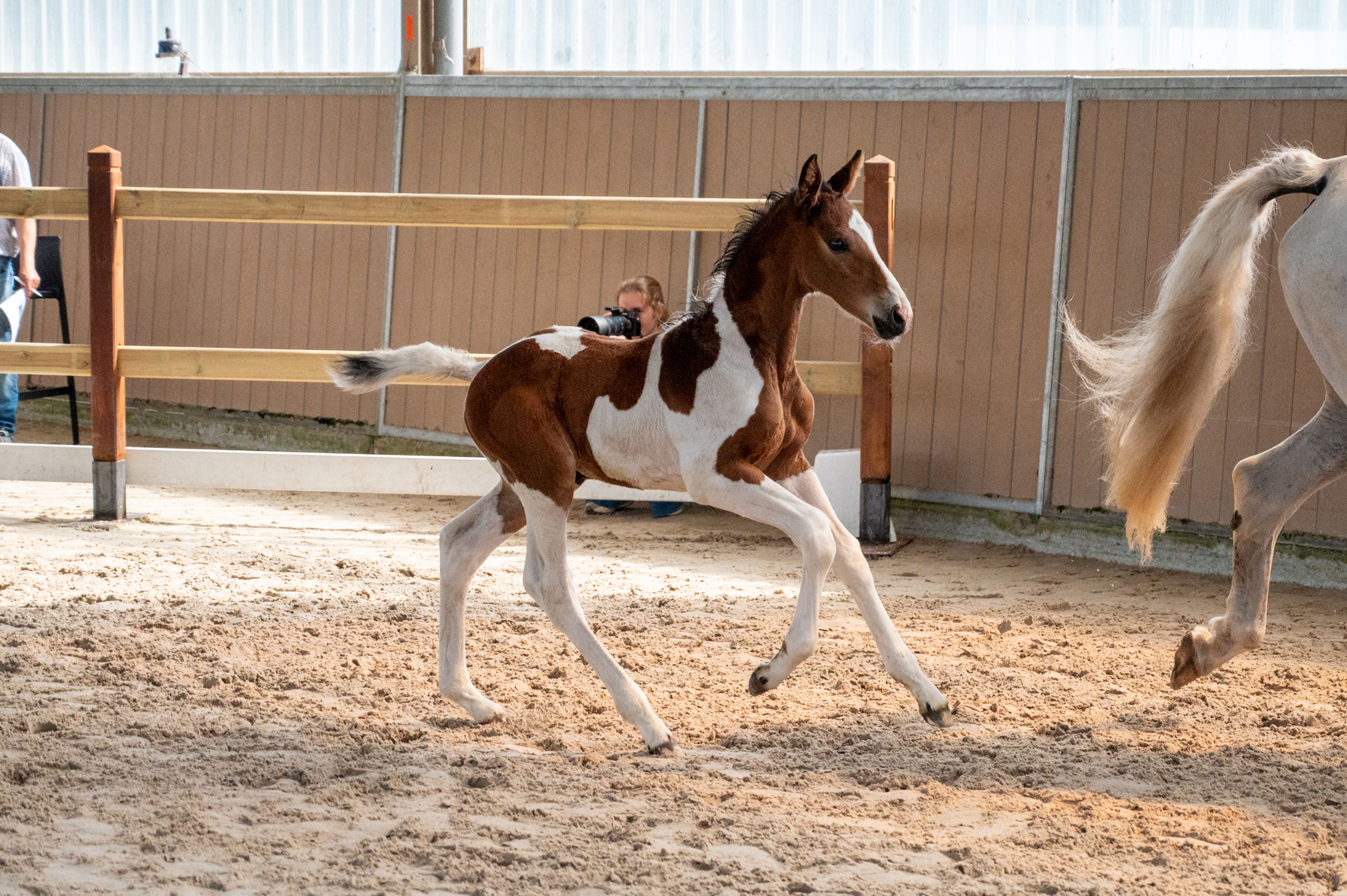 Cubebe van Stal ter Knok (CAYENNE PEPPER TER LINDEN Z x CARESINO) - Image 5
