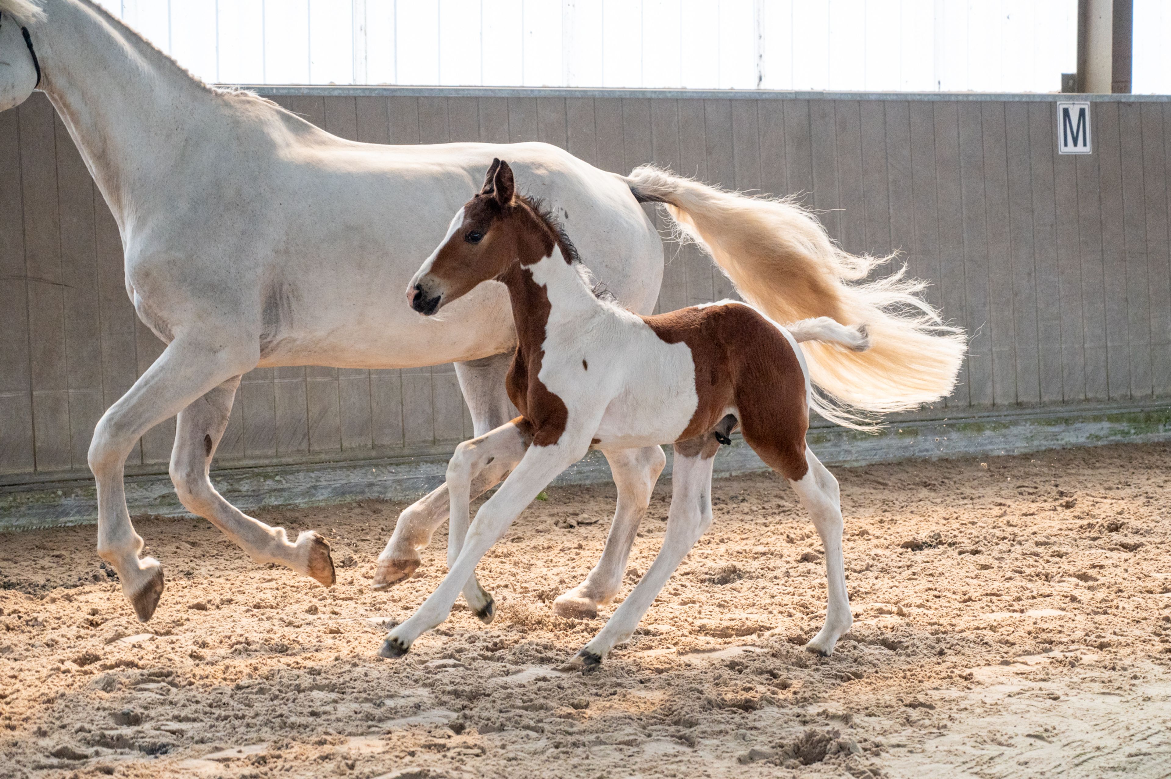 Cubebe van Stal ter Knok (CAYENNE PEPPER TER LINDEN Z x CARESINO) - Image 6