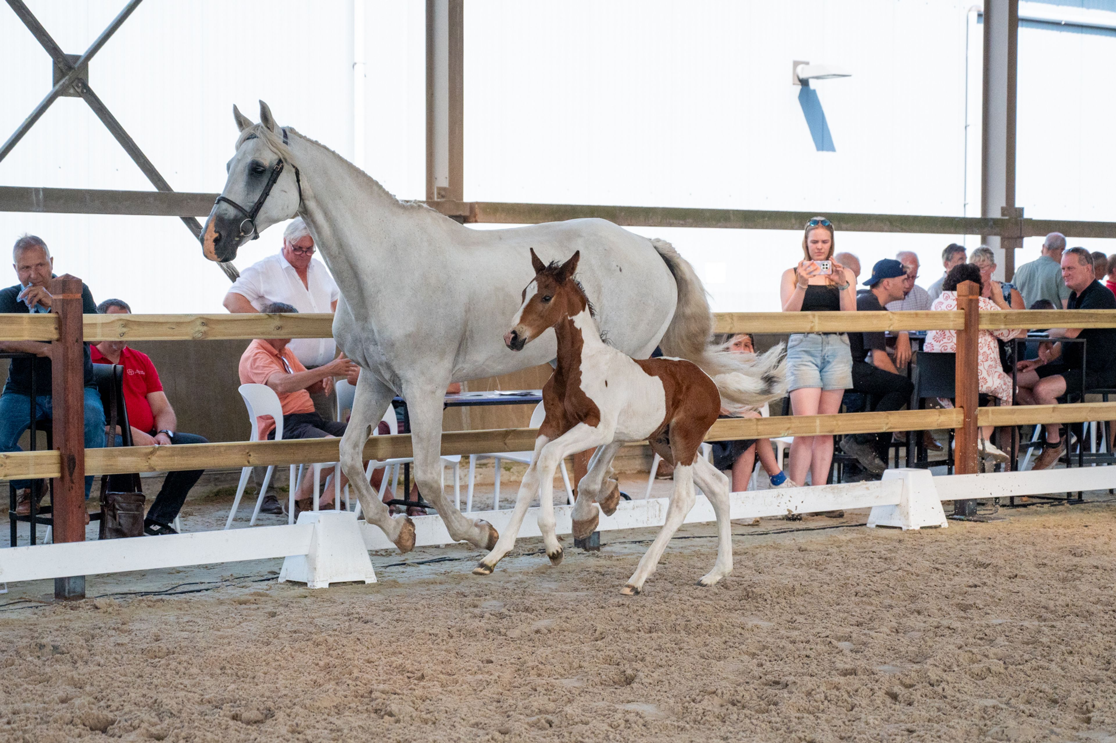 Cubebe van Stal ter Knok (CAYENNE PEPPER TER LINDEN Z x CARESINO) - Image 7