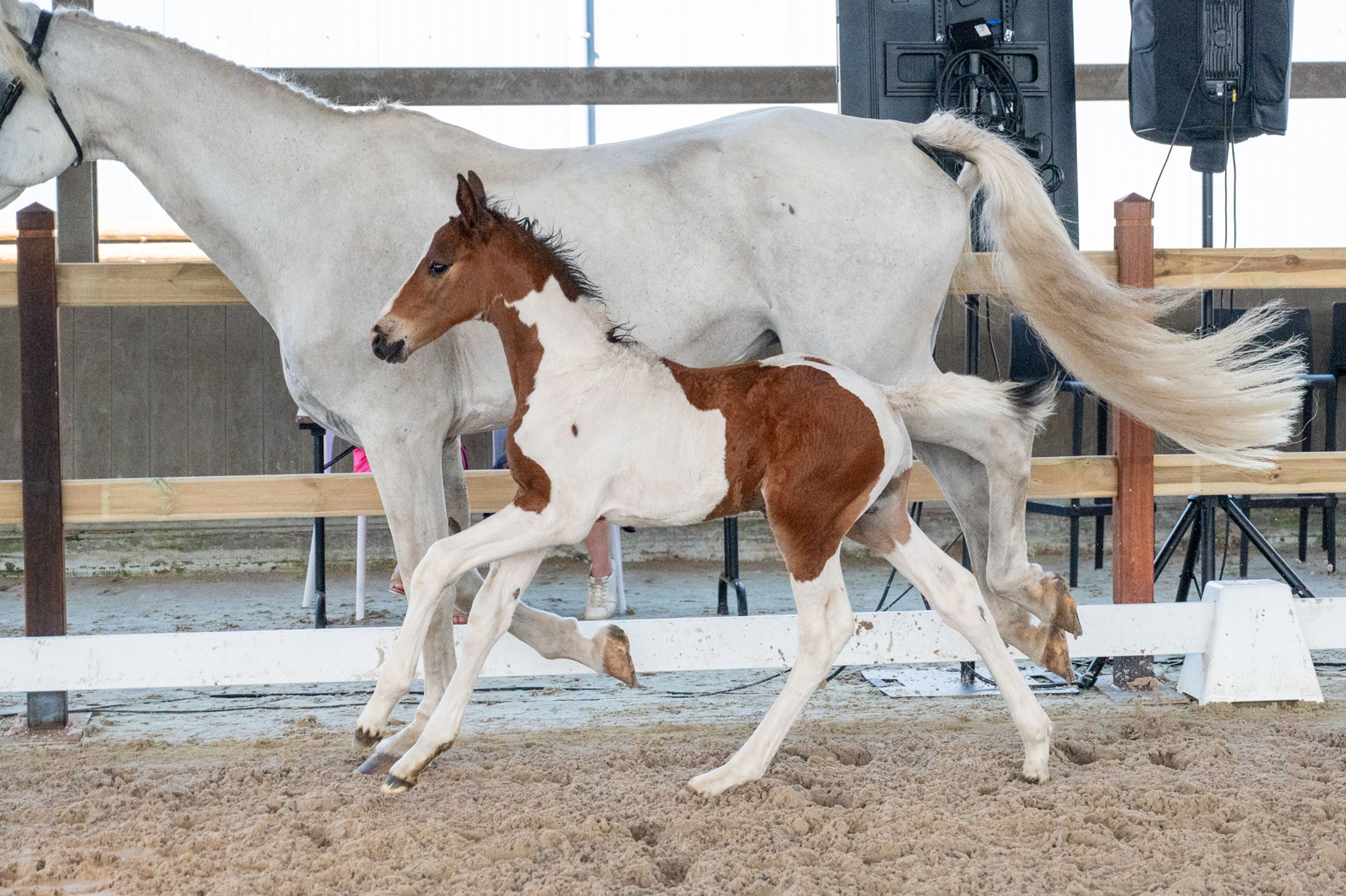 Cubebe van Stal ter Knok (CAYENNE PEPPER TER LINDEN Z x CARESINO) - Image 8