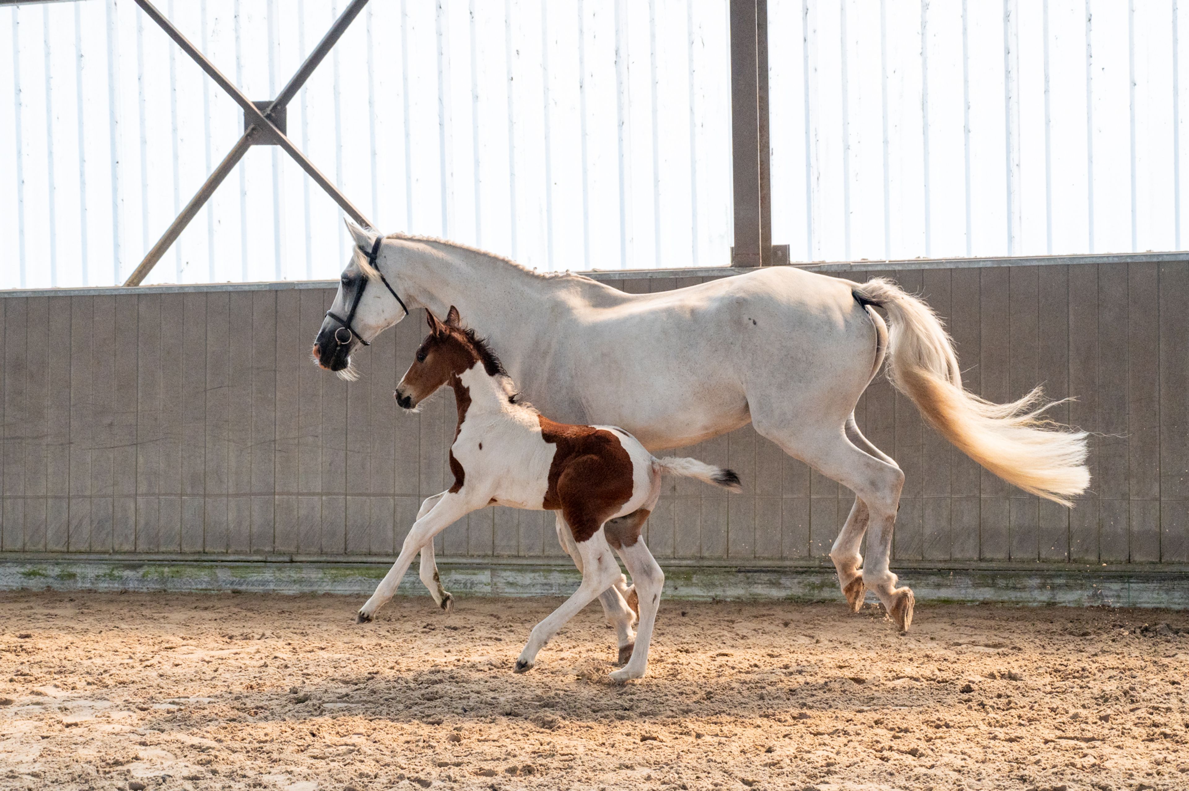 Cubebe van Stal ter Knok (CAYENNE PEPPER TER LINDEN Z x CARESINO) - Image 9
