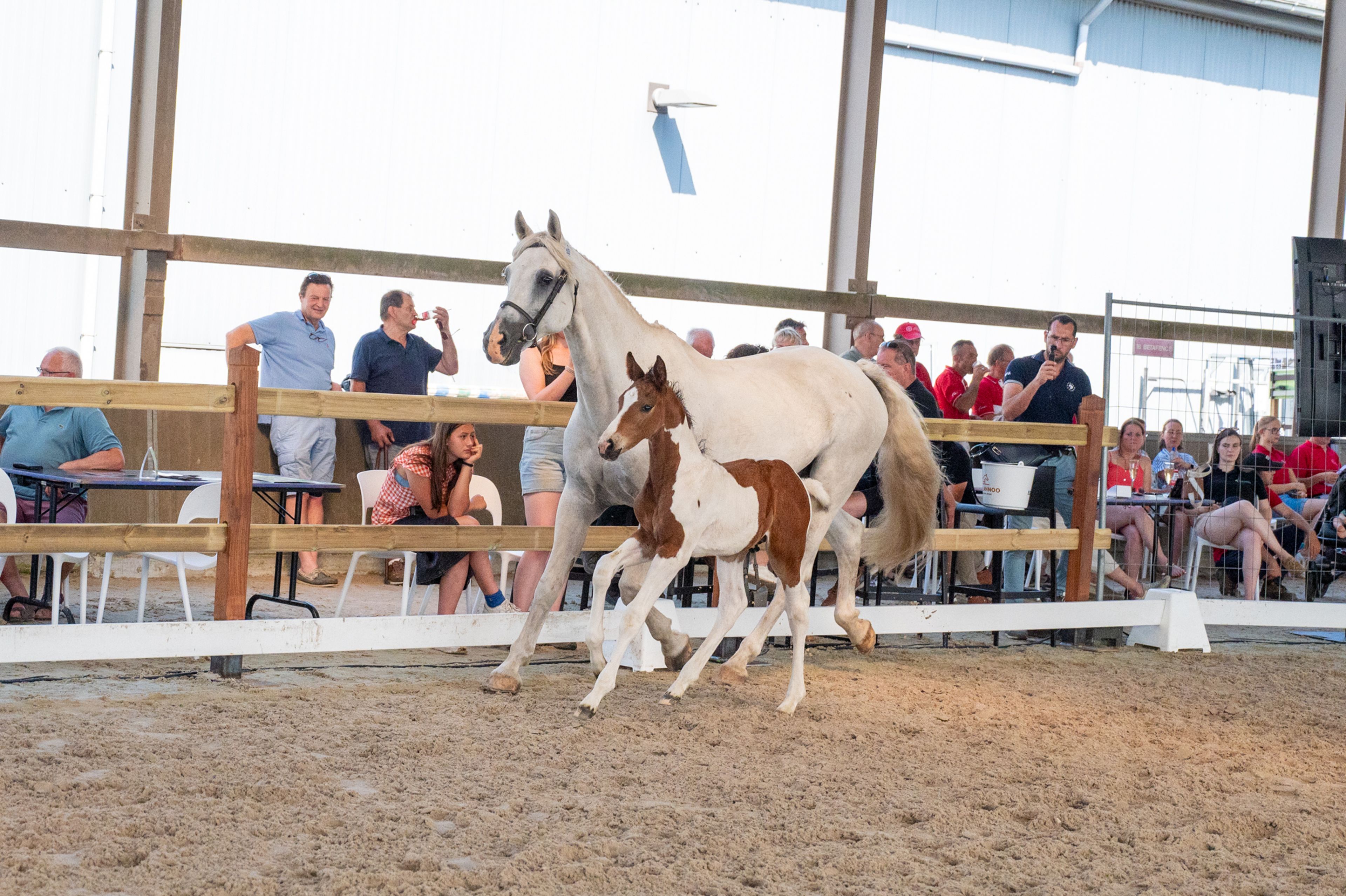 Cubebe van Stal ter Knok (CAYENNE PEPPER TER LINDEN Z x CARESINO) - Image 10