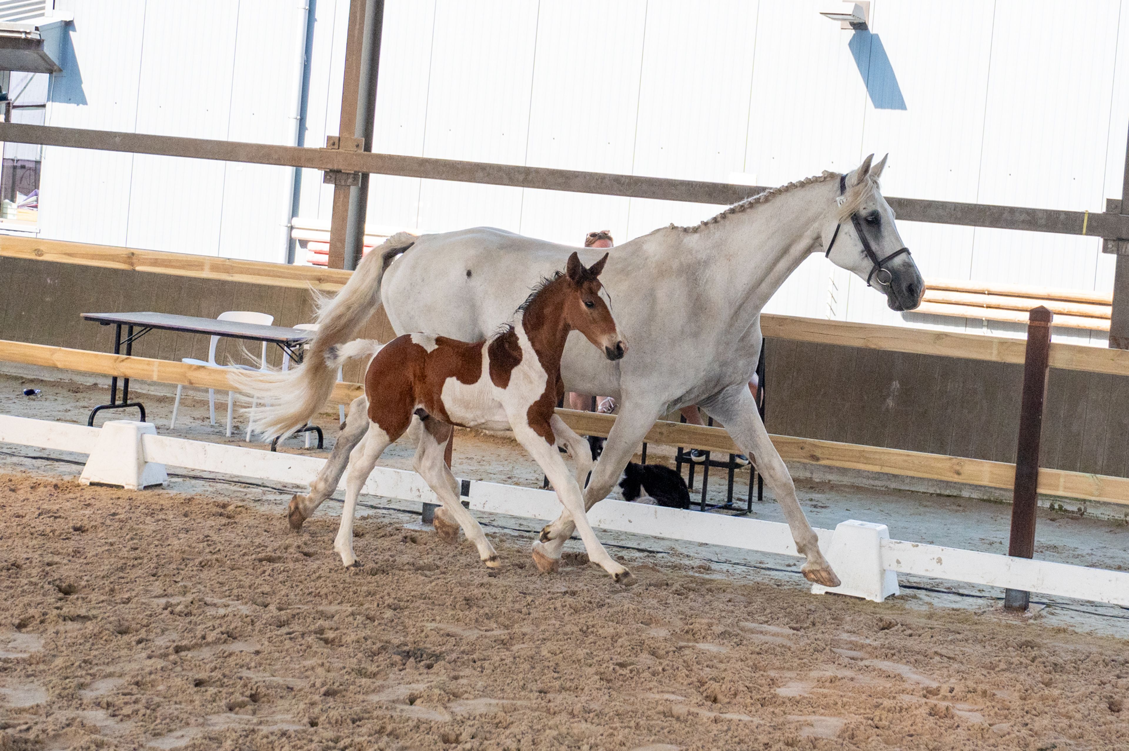 Cubebe van Stal ter Knok (CAYENNE PEPPER TER LINDEN Z x CARESINO) - Image 11