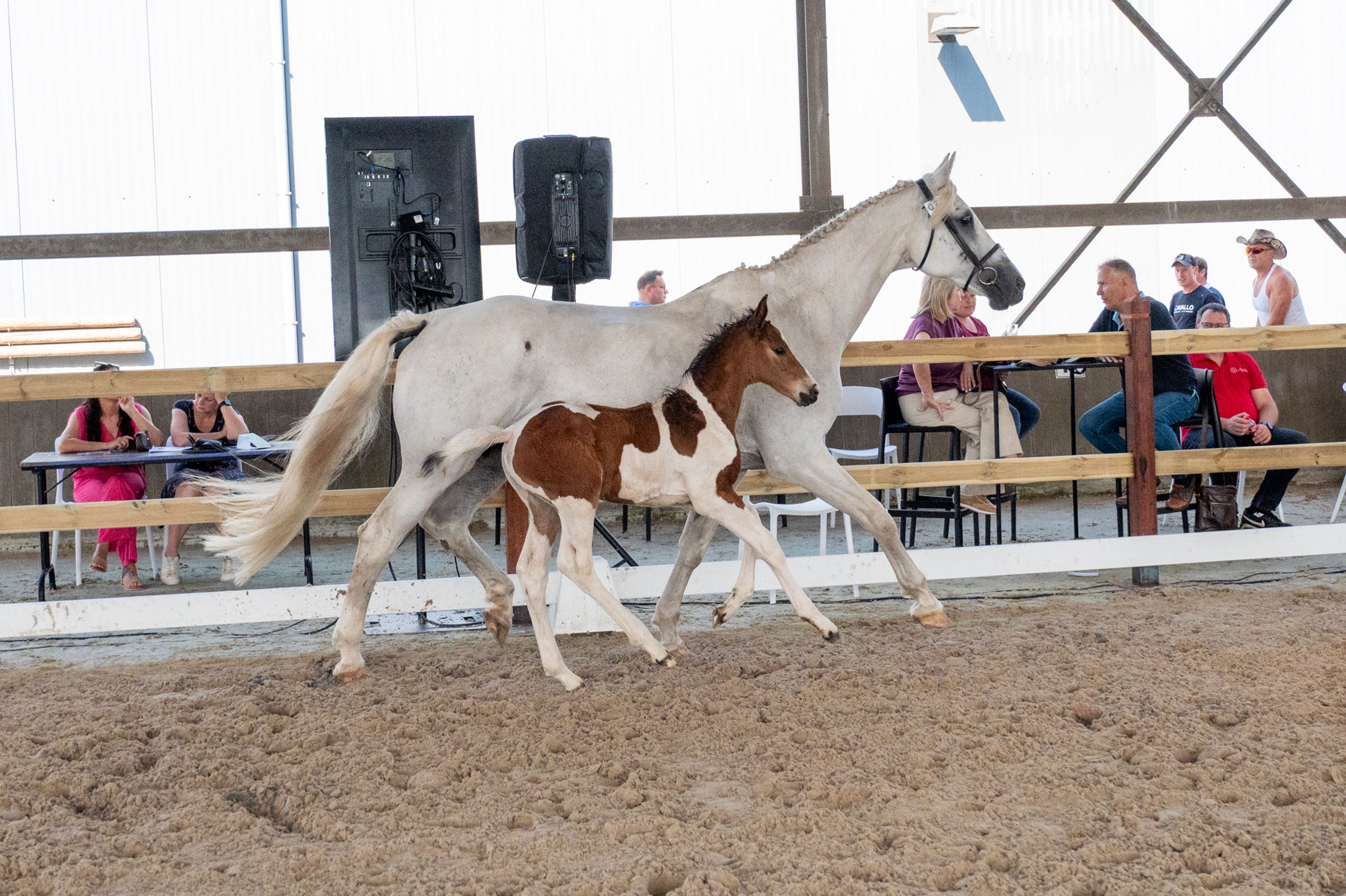 Cubebe van Stal ter Knok (CAYENNE PEPPER TER LINDEN Z x CARESINO) - Image 12