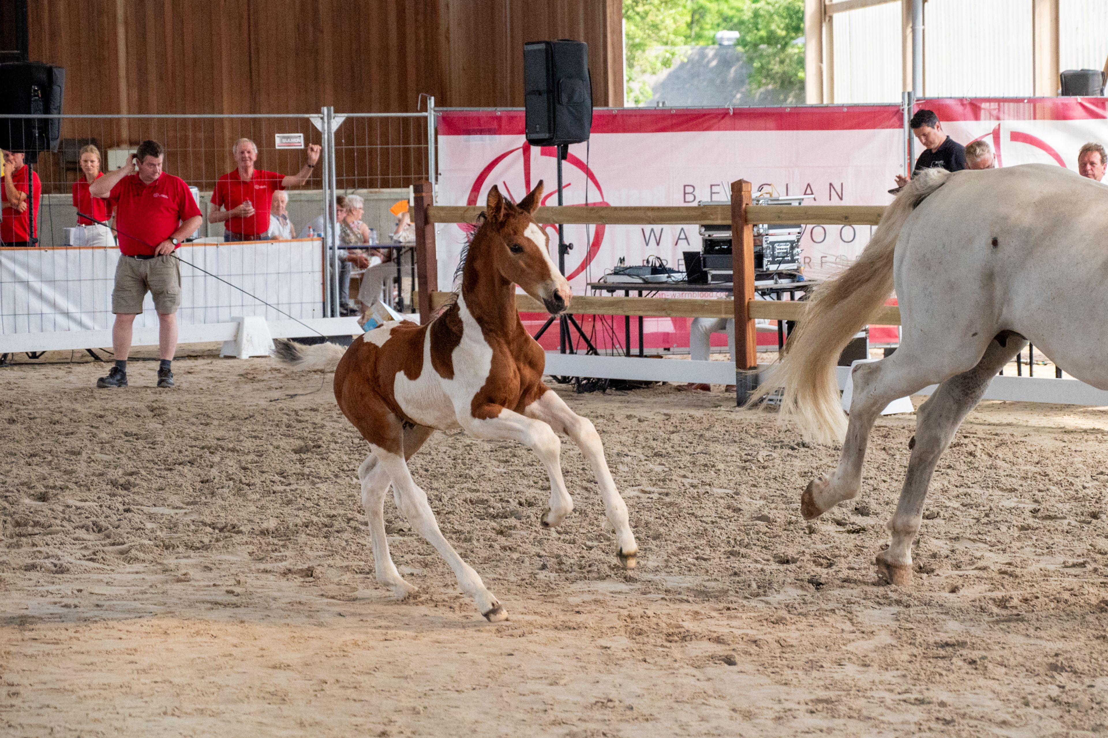 Cubebe van Stal ter Knok (CAYENNE PEPPER TER LINDEN Z x CARESINO) - Image 13