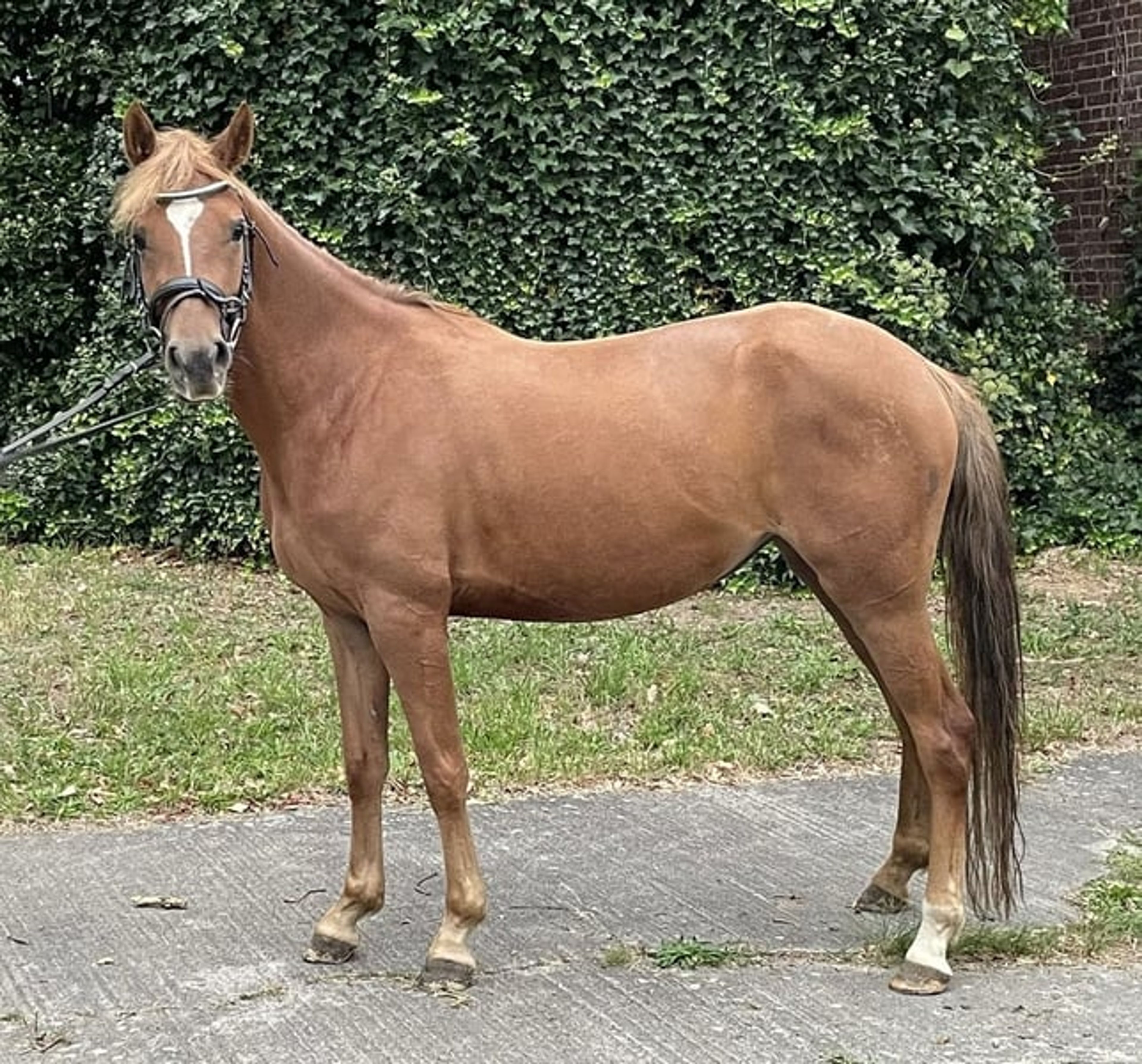 Beautifully movement-rich riding pony mare