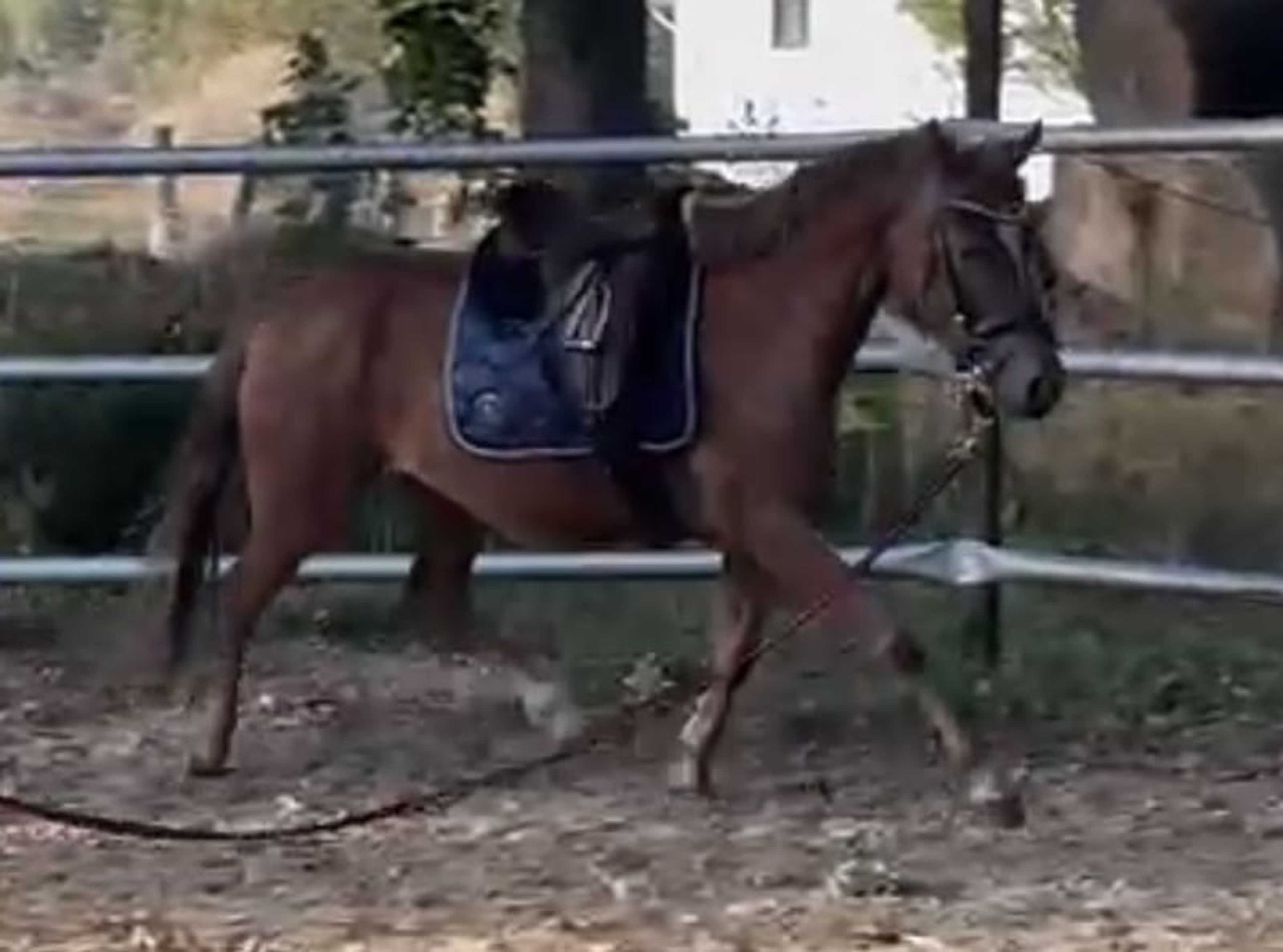 Beautifully movement-rich riding pony mare - Image 2
