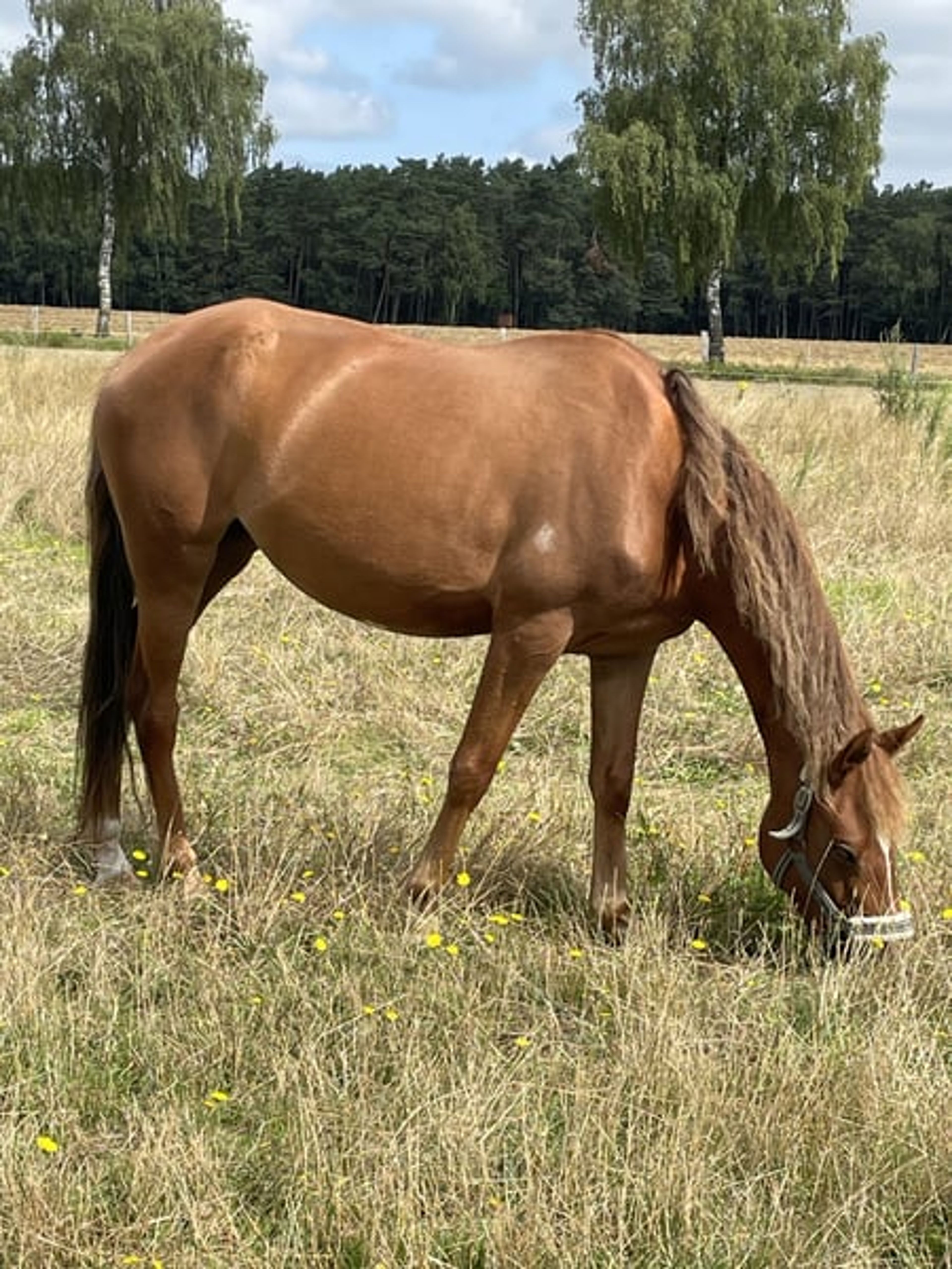 Beautifully movement-rich riding pony mare - Image 3