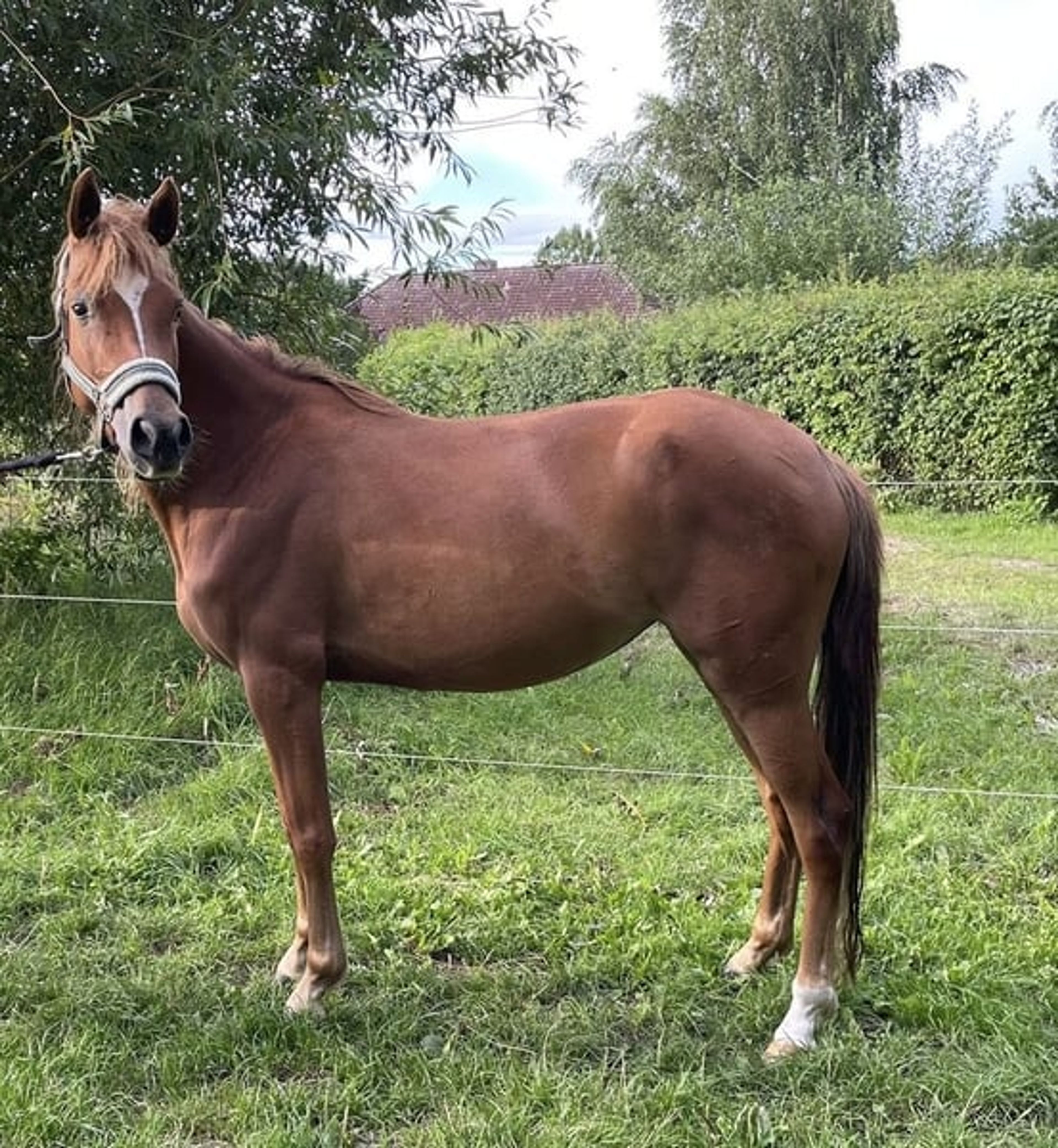Beautifully movement-rich riding pony mare - Image 4