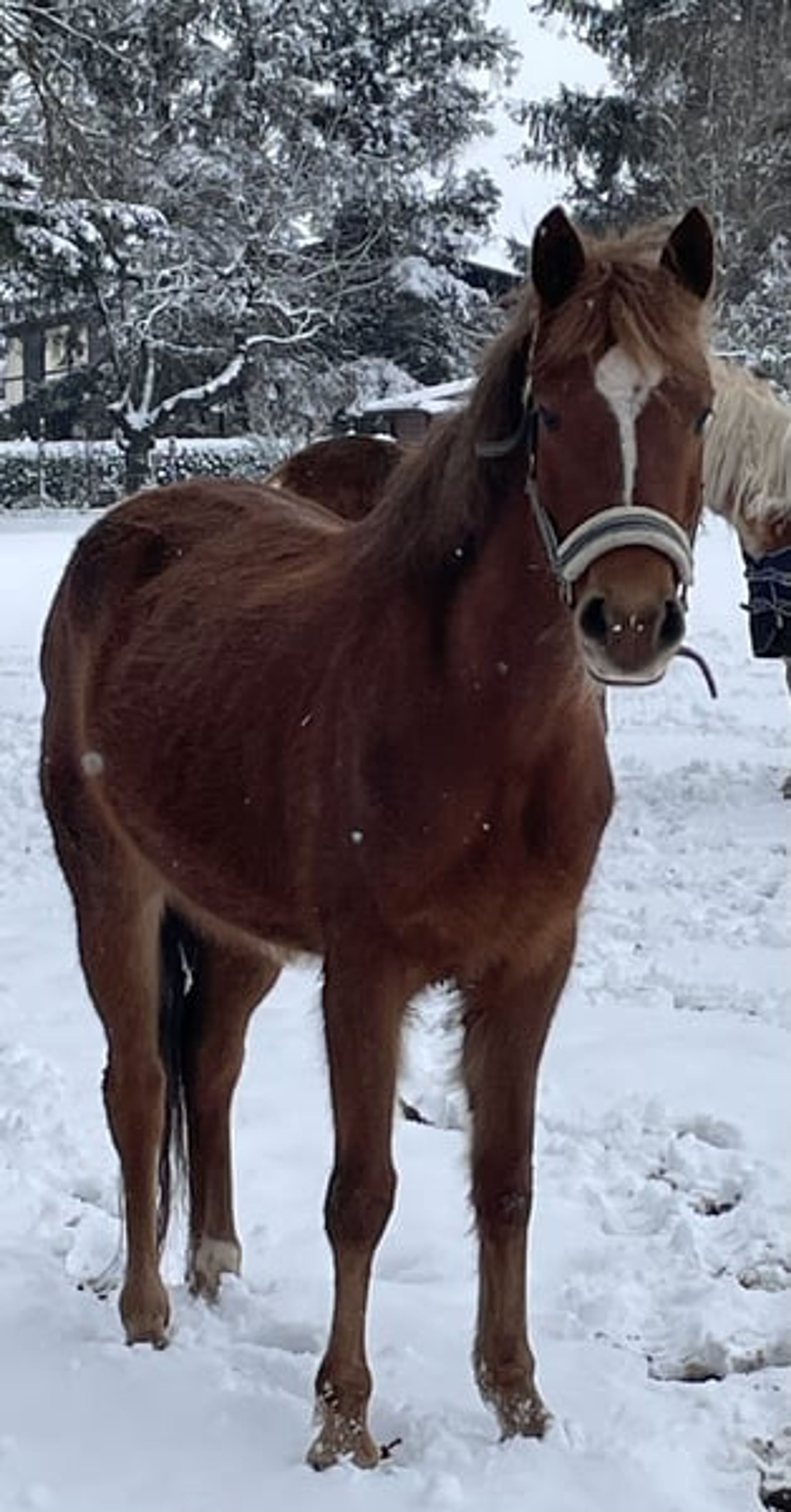 Beautifully movement-rich riding pony mare - Image 5