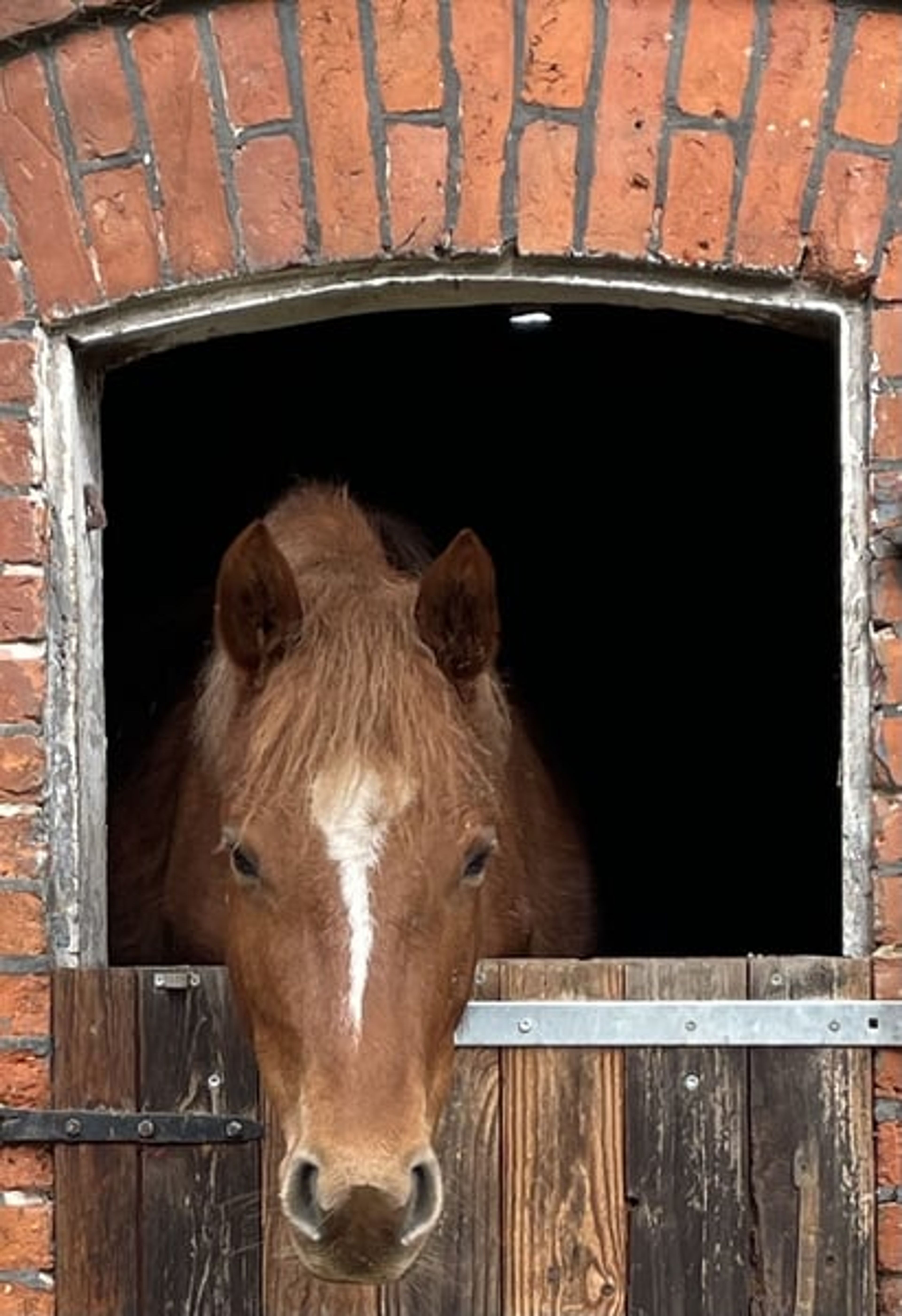 Beautifully movement-rich riding pony mare - Image 6