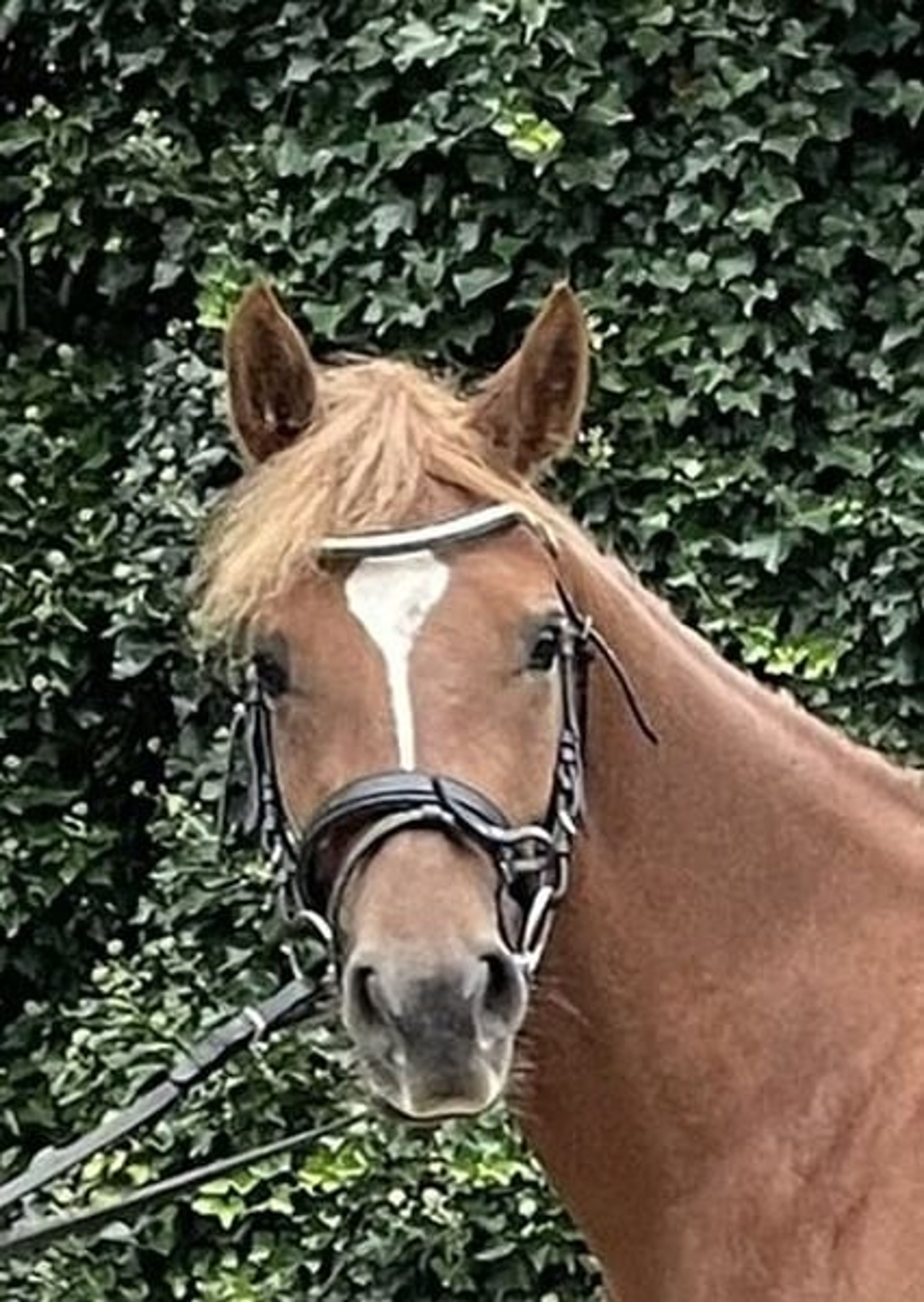 Beautifully movement-rich riding pony mare - Image 7