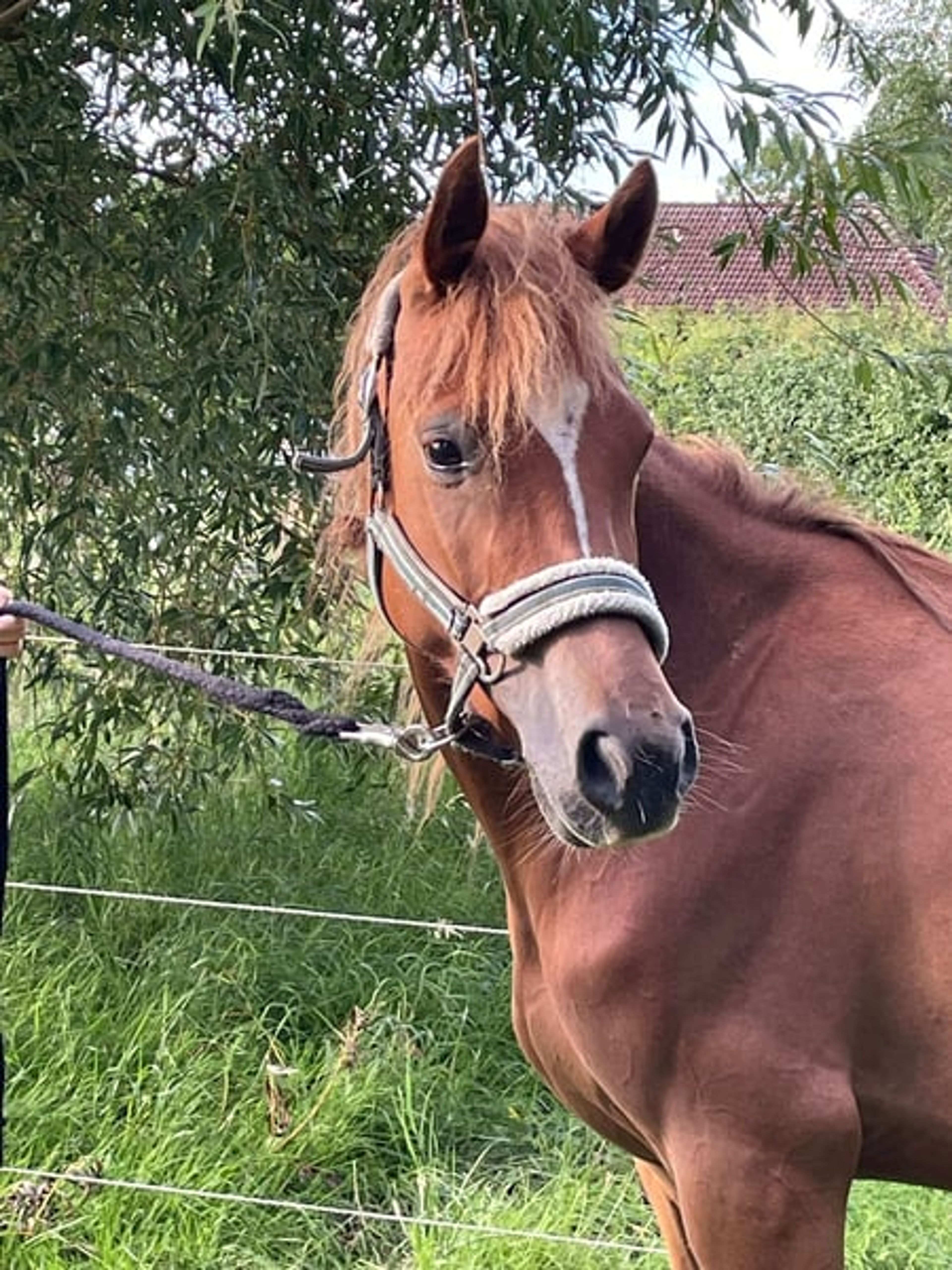 Beautifully movement-rich riding pony mare - Image 8