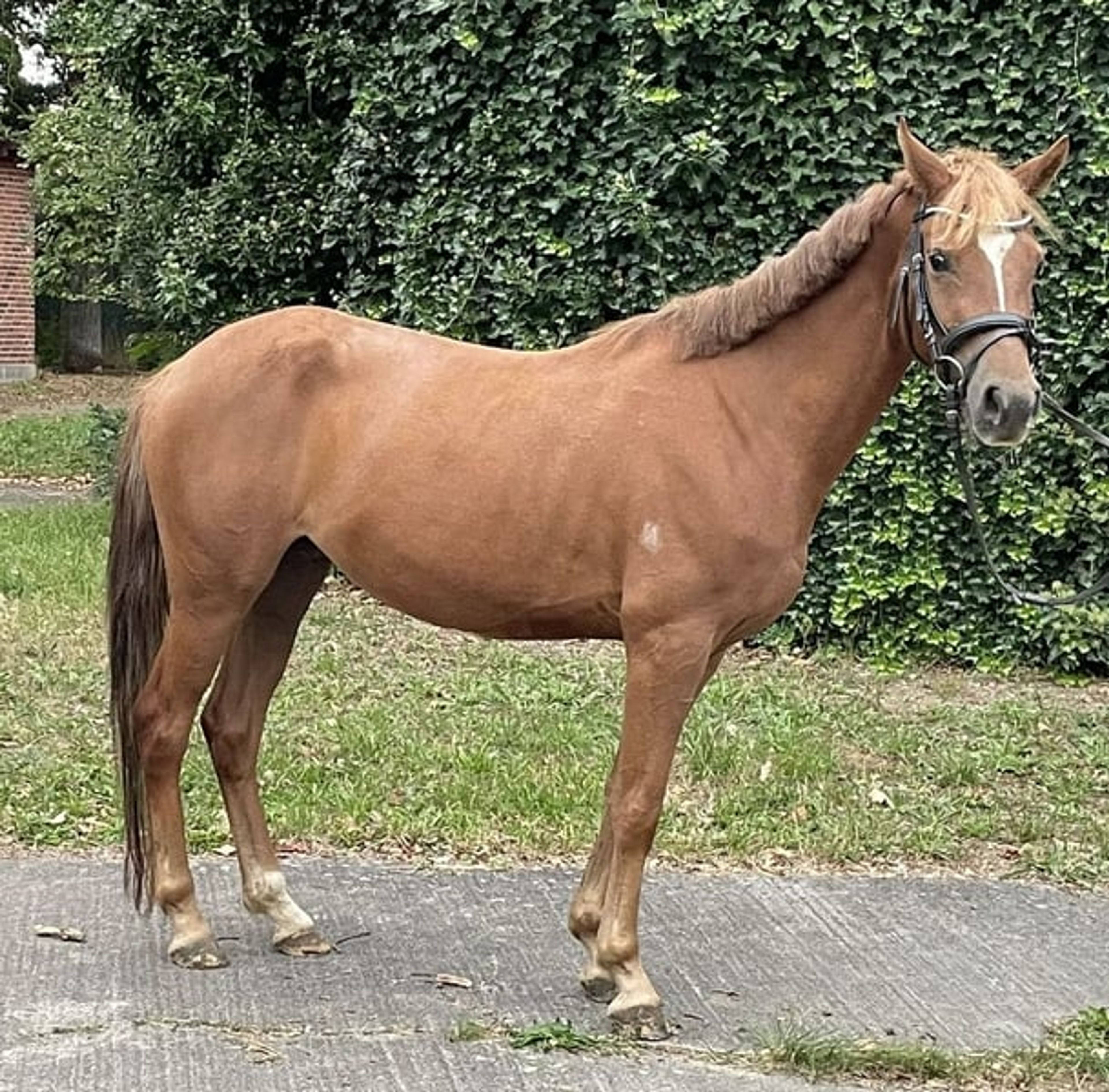Beautifully movement-rich riding pony mare - Image 9