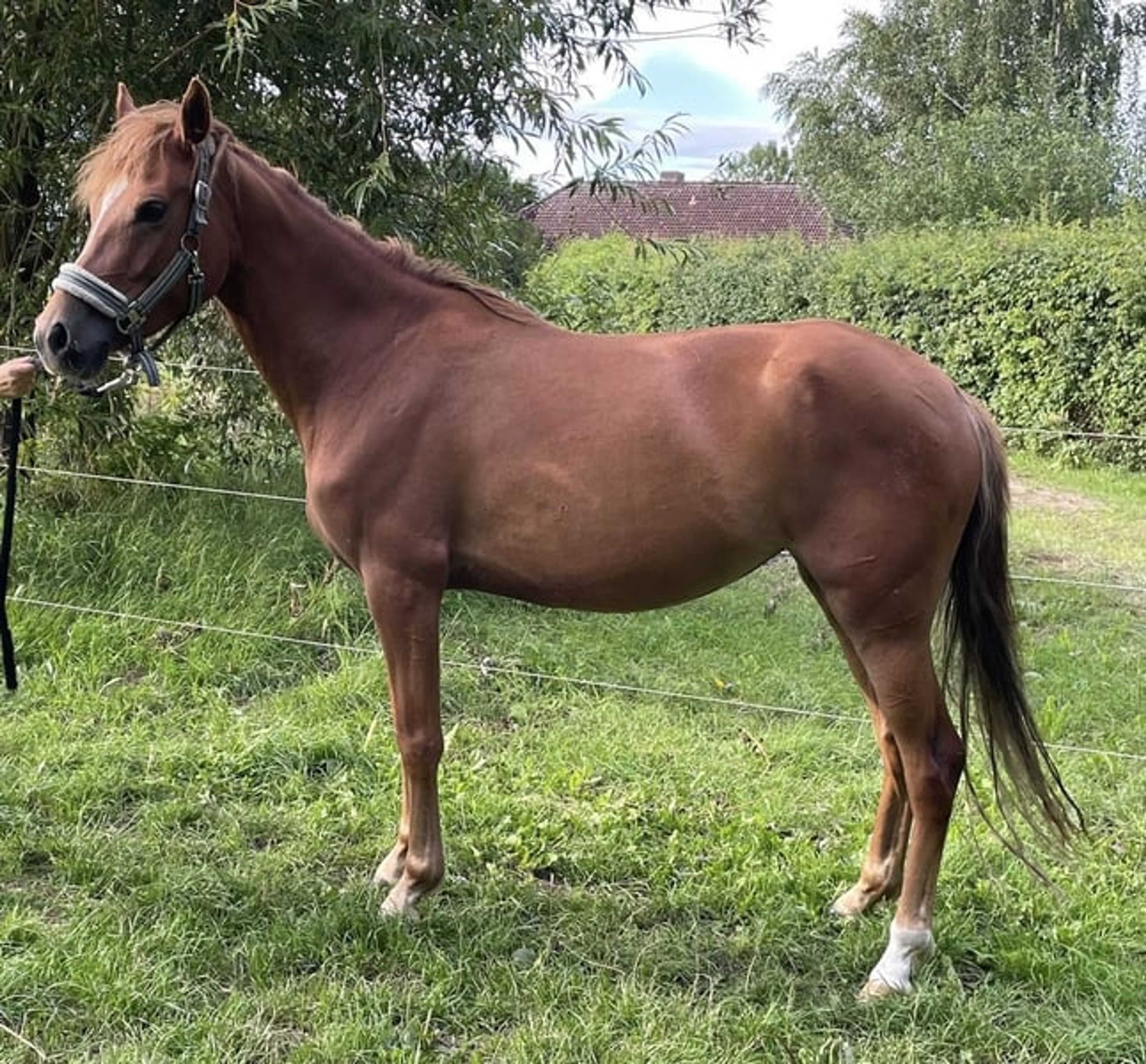 Beautifully movement-rich riding pony mare - Image 10