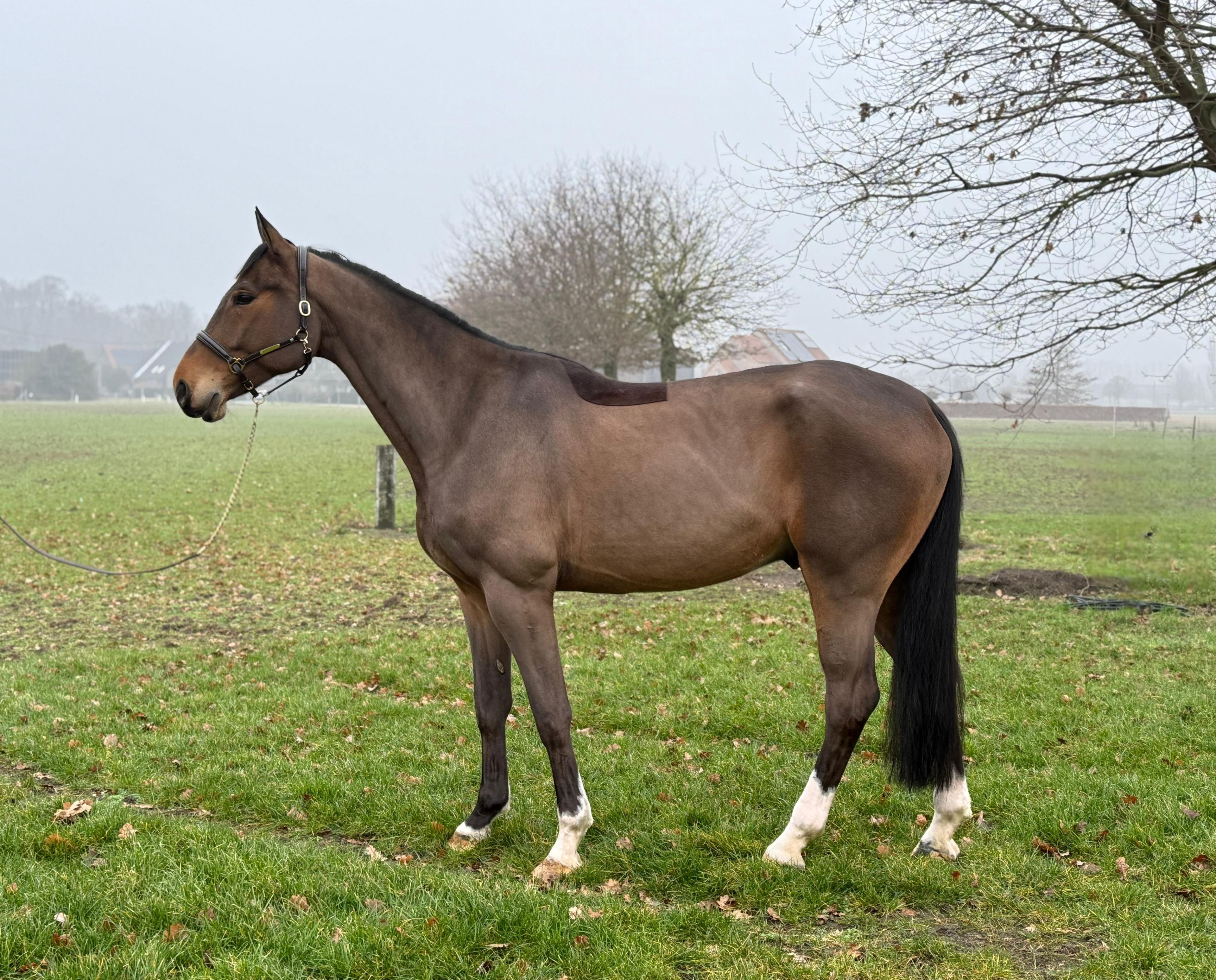 Paramount Maverick S ☆ (LORETTO VDL x PADINUS) - Image 1