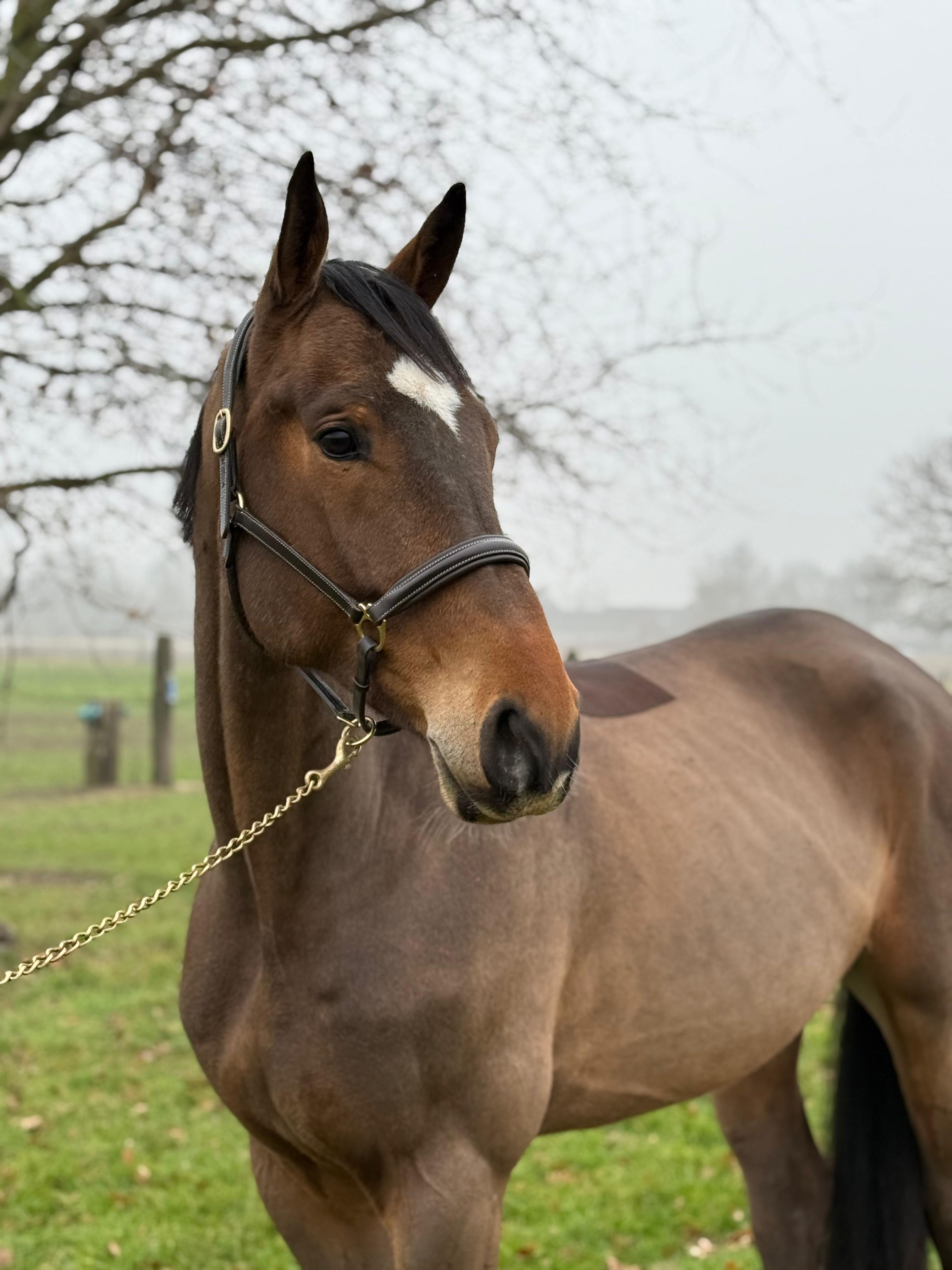 Paramount Maverick S ☆ (LORETTO VDL x PADINUS) - Image 3