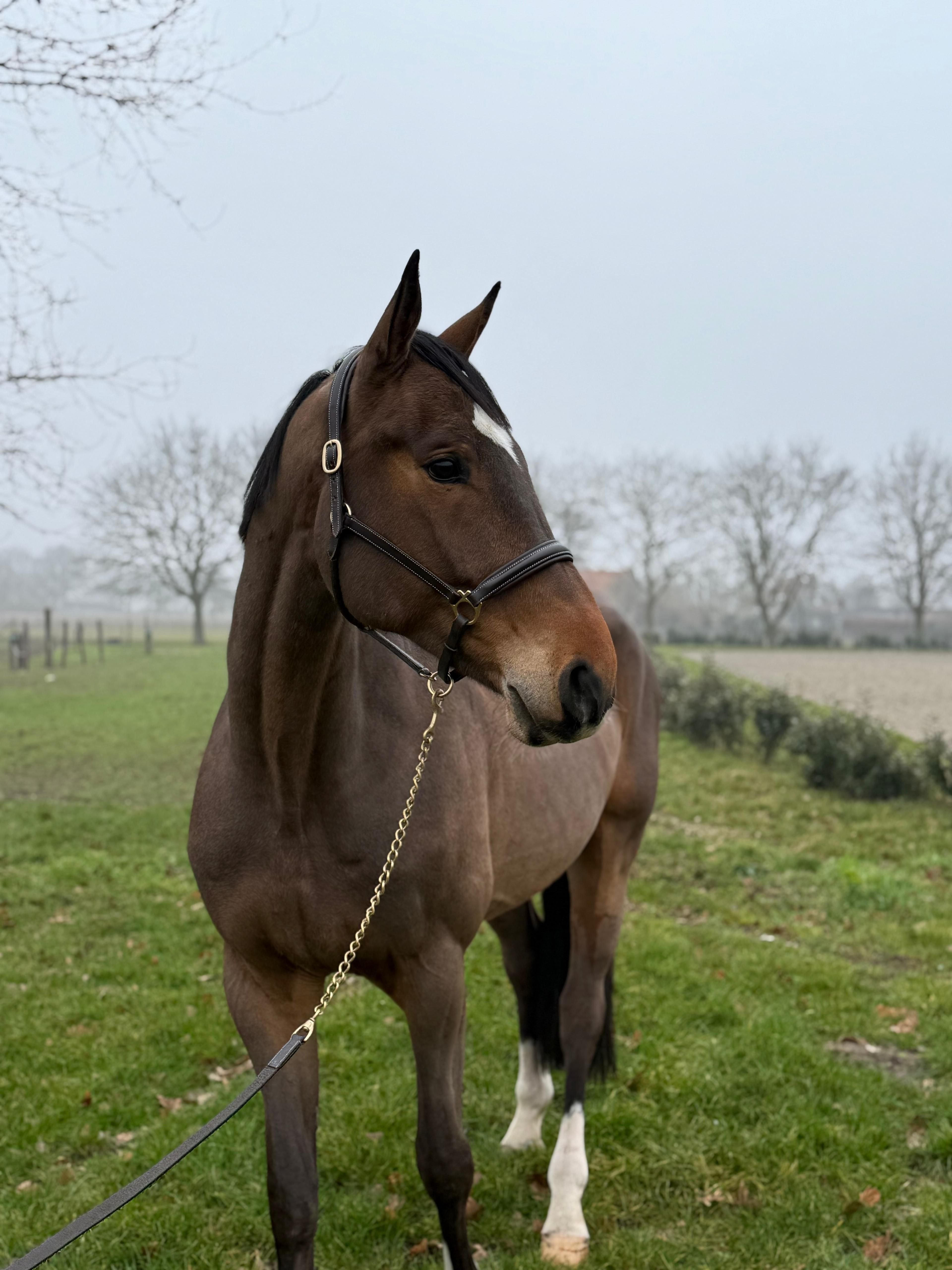 Paramount Maverick S ☆ (LORETTO VDL x PADINUS) - Image 5