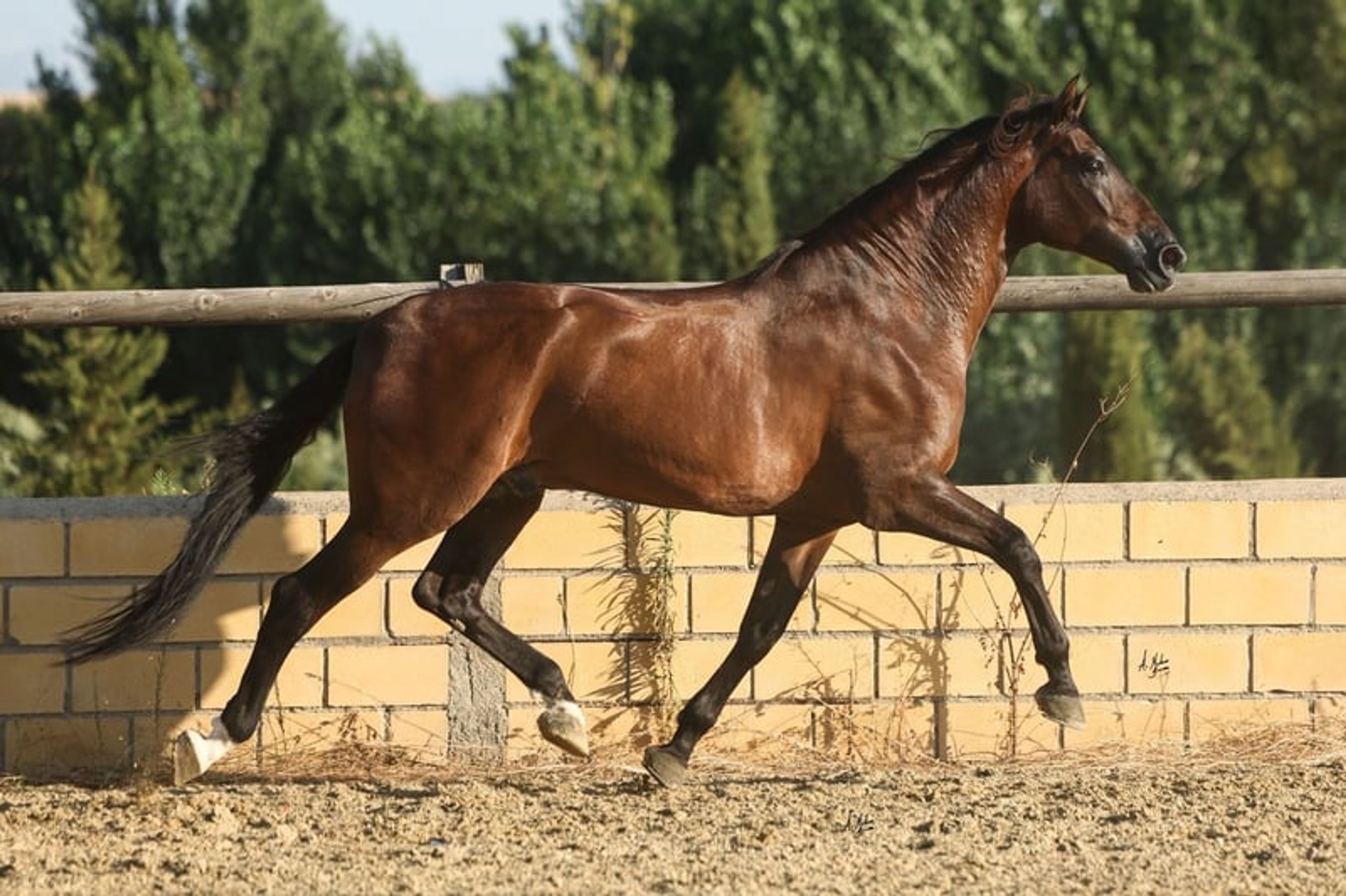 Top-class PRE - Image 6