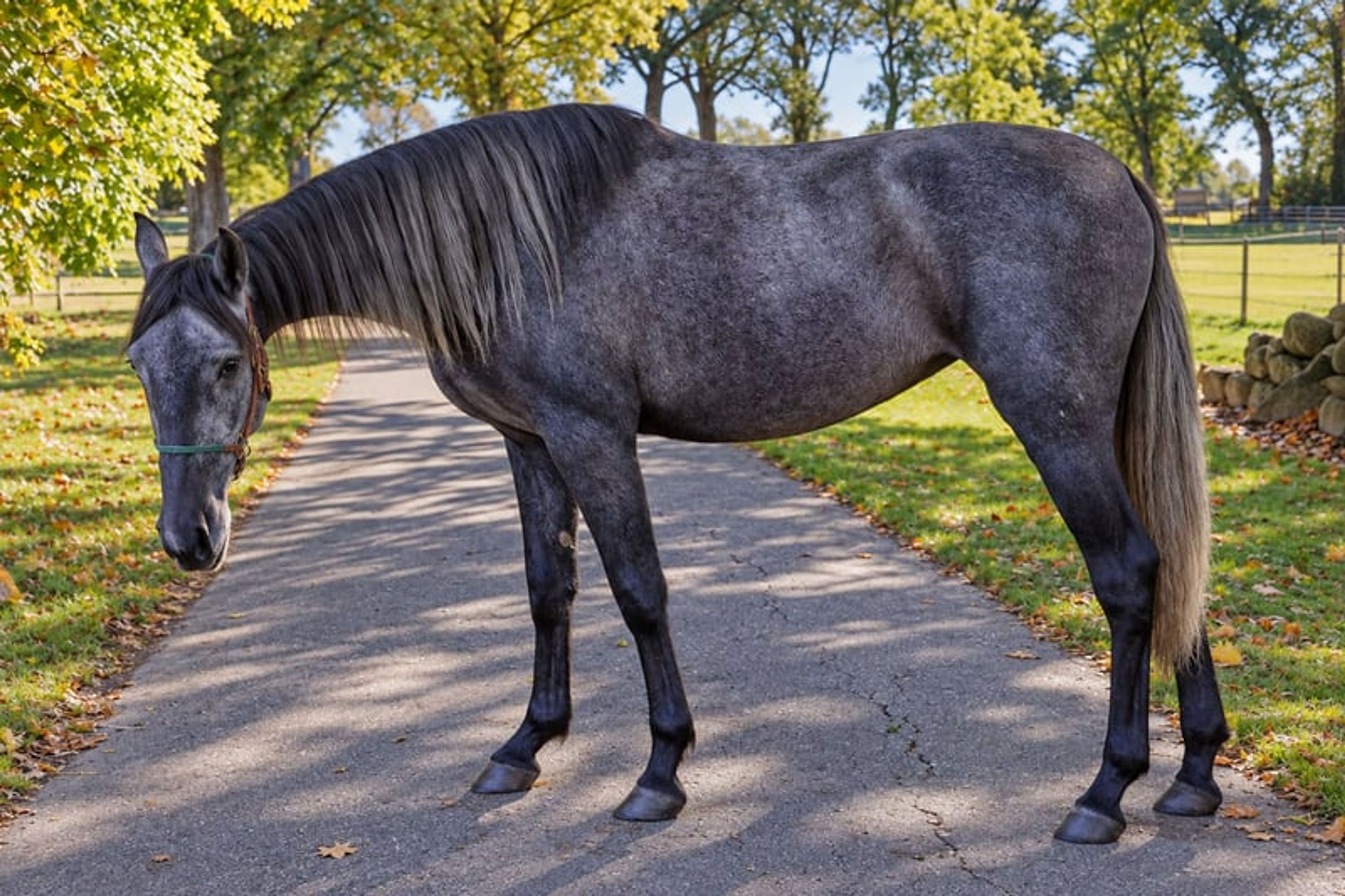 PRE mare, 3 years old, black-grey, 15.3 hh.