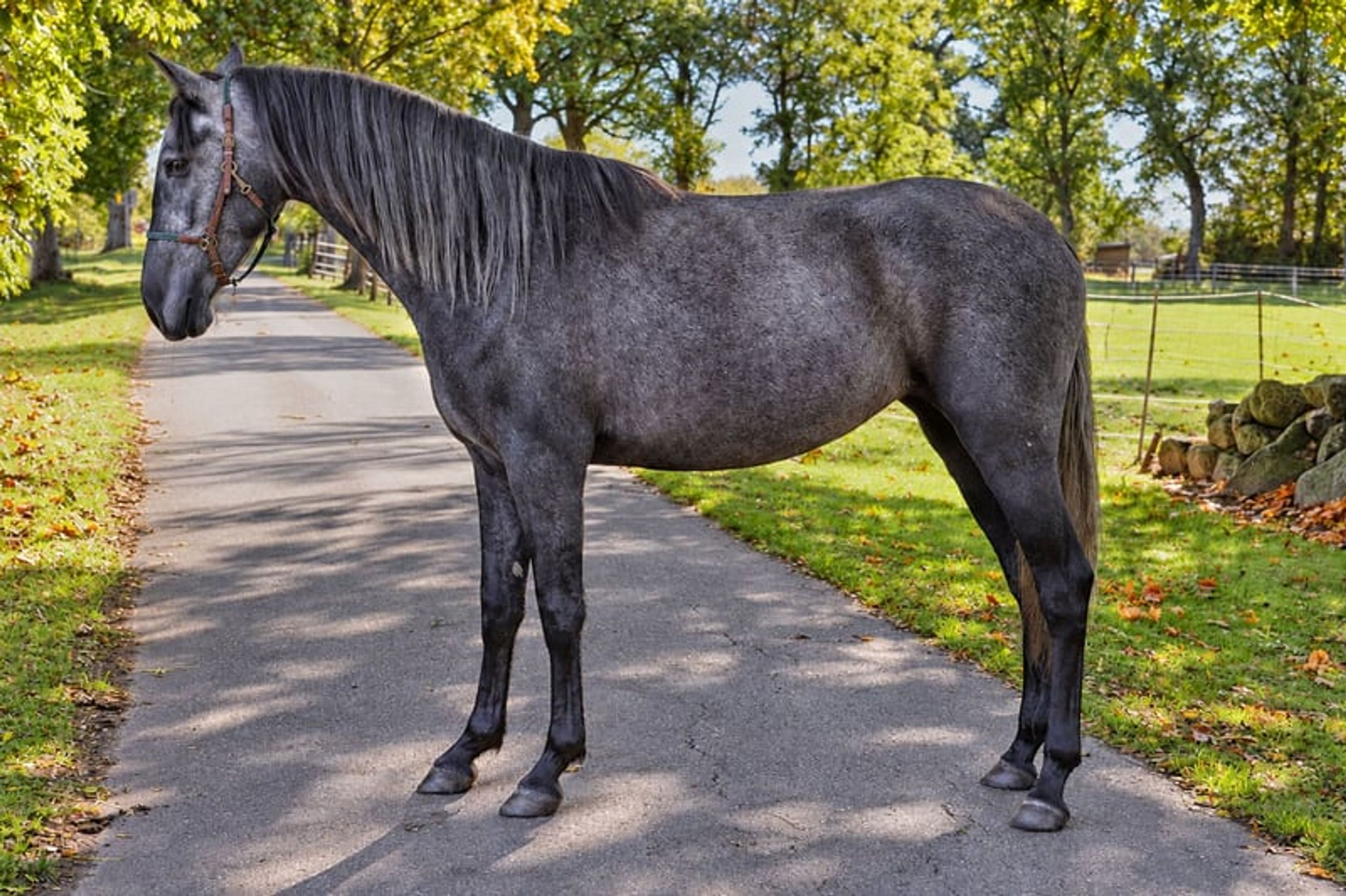 PRE mare, 3 years old, black-grey, 15.3 hh. - Image 2