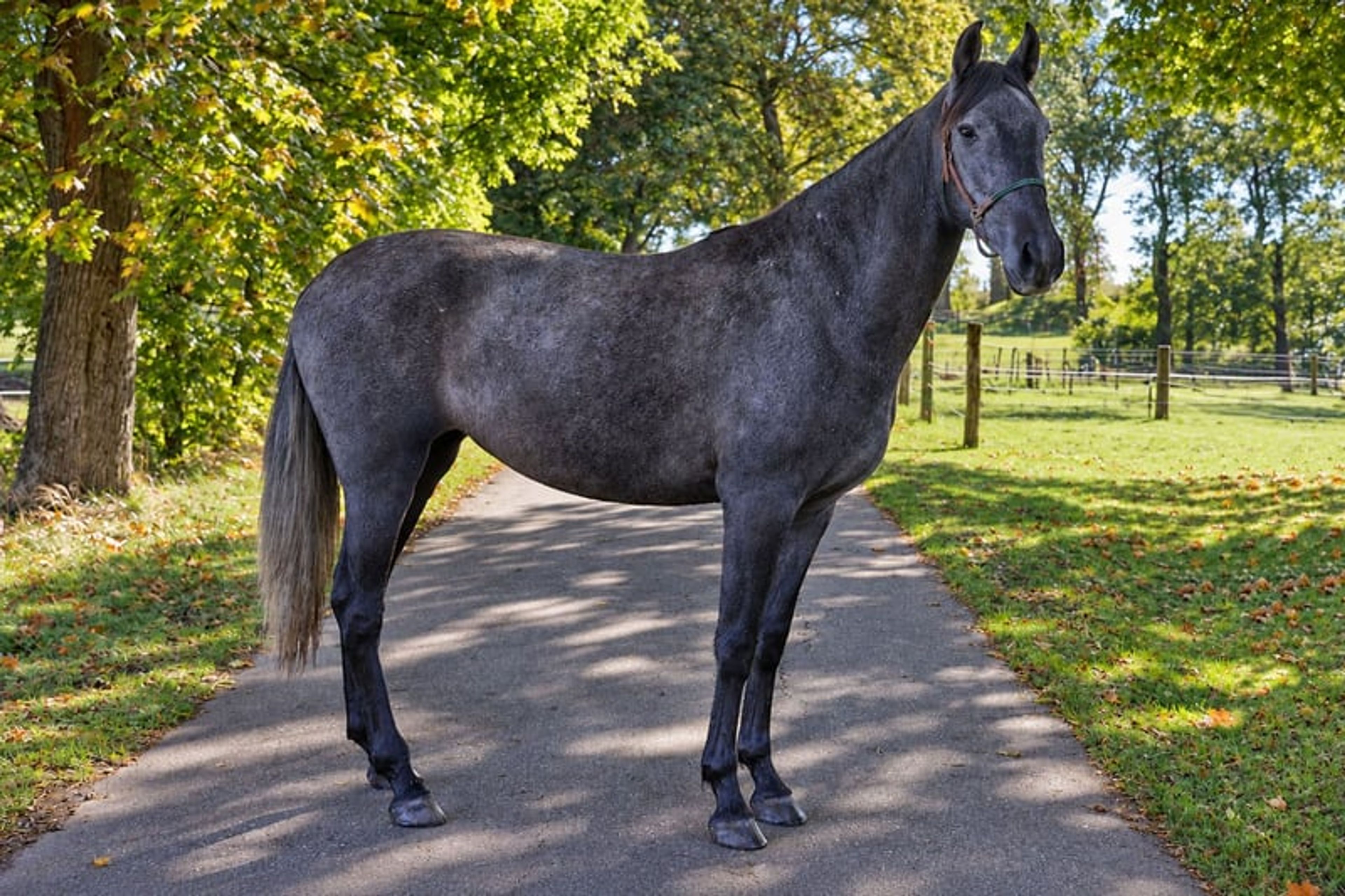 PRE mare, 3 years old, black-grey, 15.3 hh. - Image 3