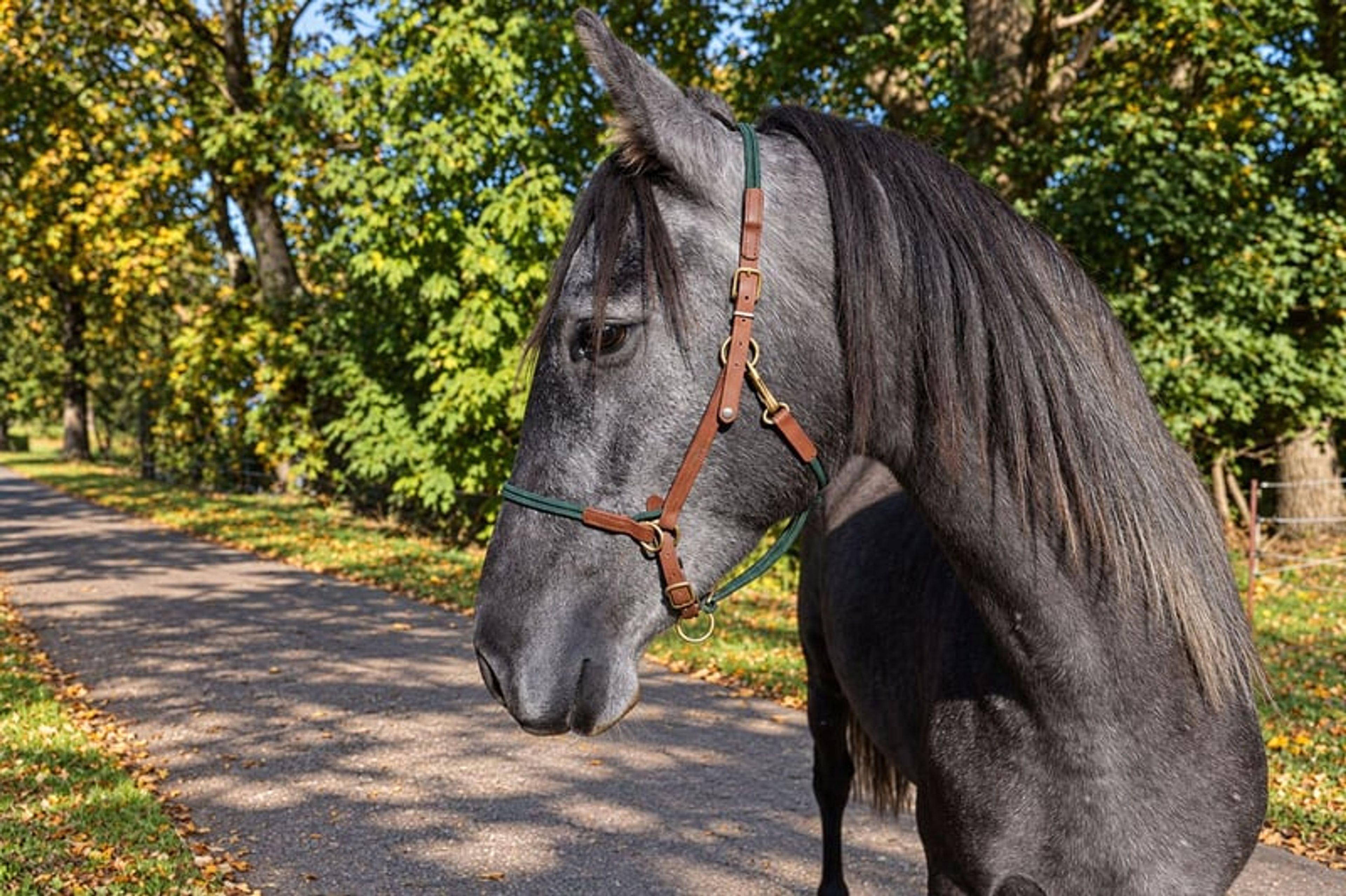 PRE mare, 3 years old, black-grey, 15.3 hh. - Image 5