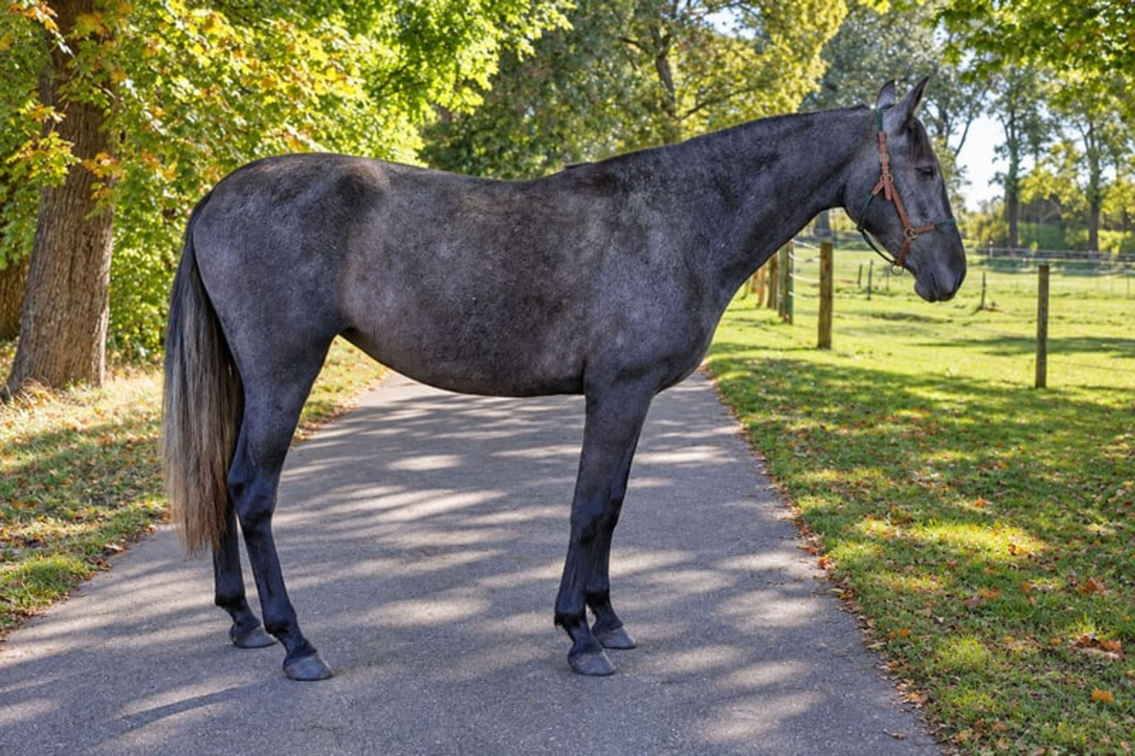 PRE mare, 3 years old, black-grey, 15.3 hh. - Image 7