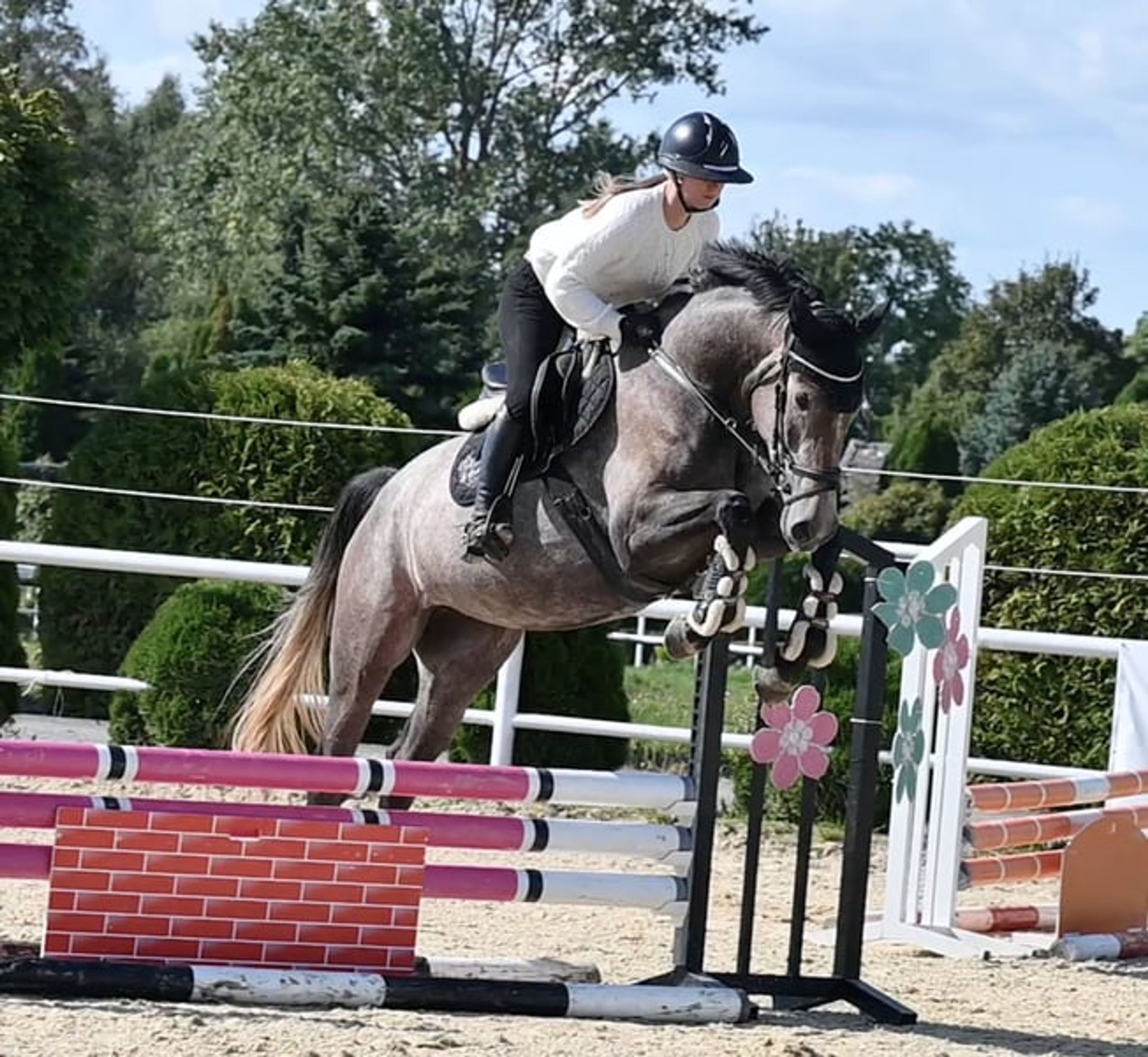 Mare, born in 2022, by premium stallion Bingo Boy / Comme il faut / Voltaire