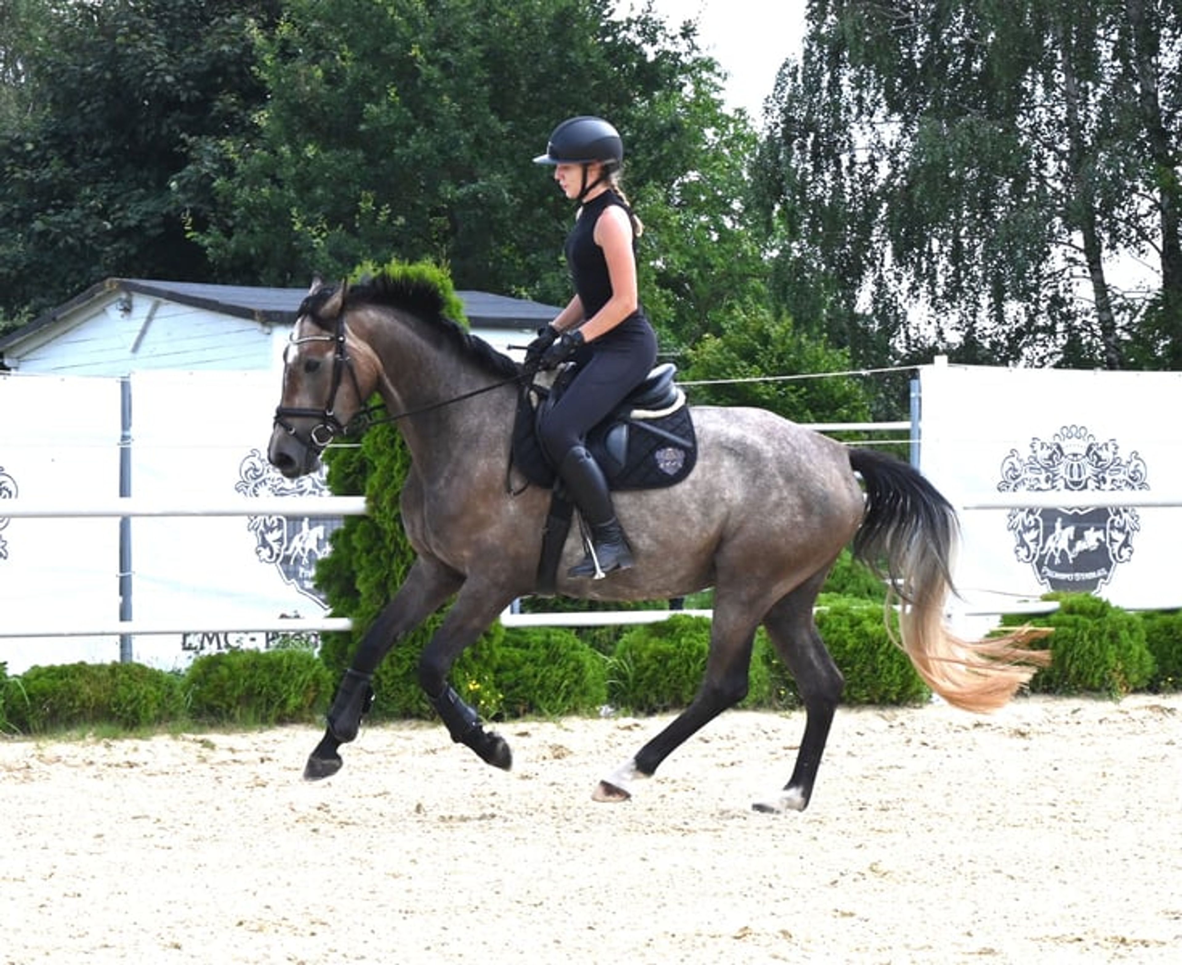 Mare, born in 2022, by premium stallion Bingo Boy / Comme il faut / Voltaire video 2