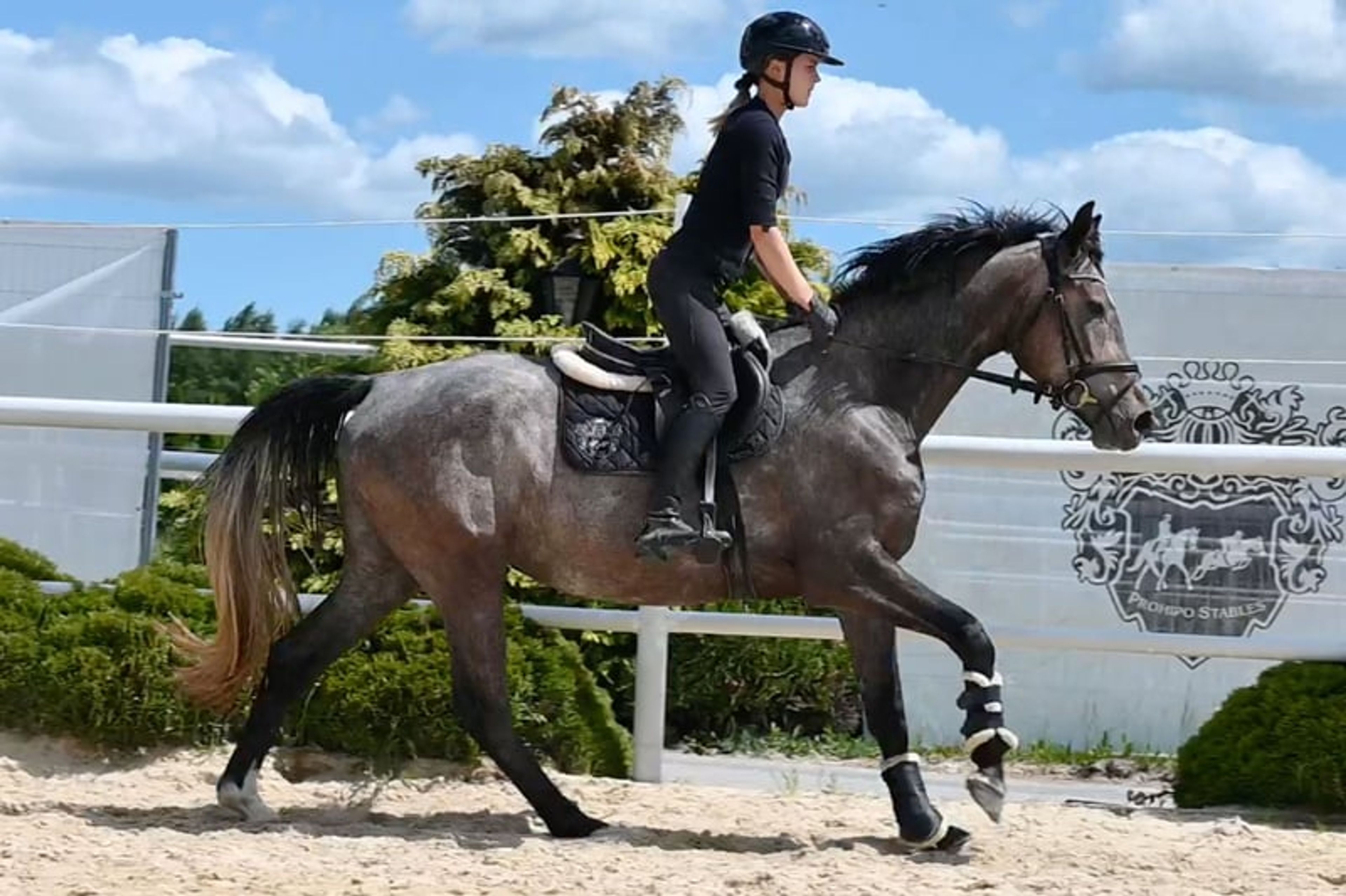 Mare, born in 2022, by premium stallion Bingo Boy / Comme il faut / Voltaire - Image 3