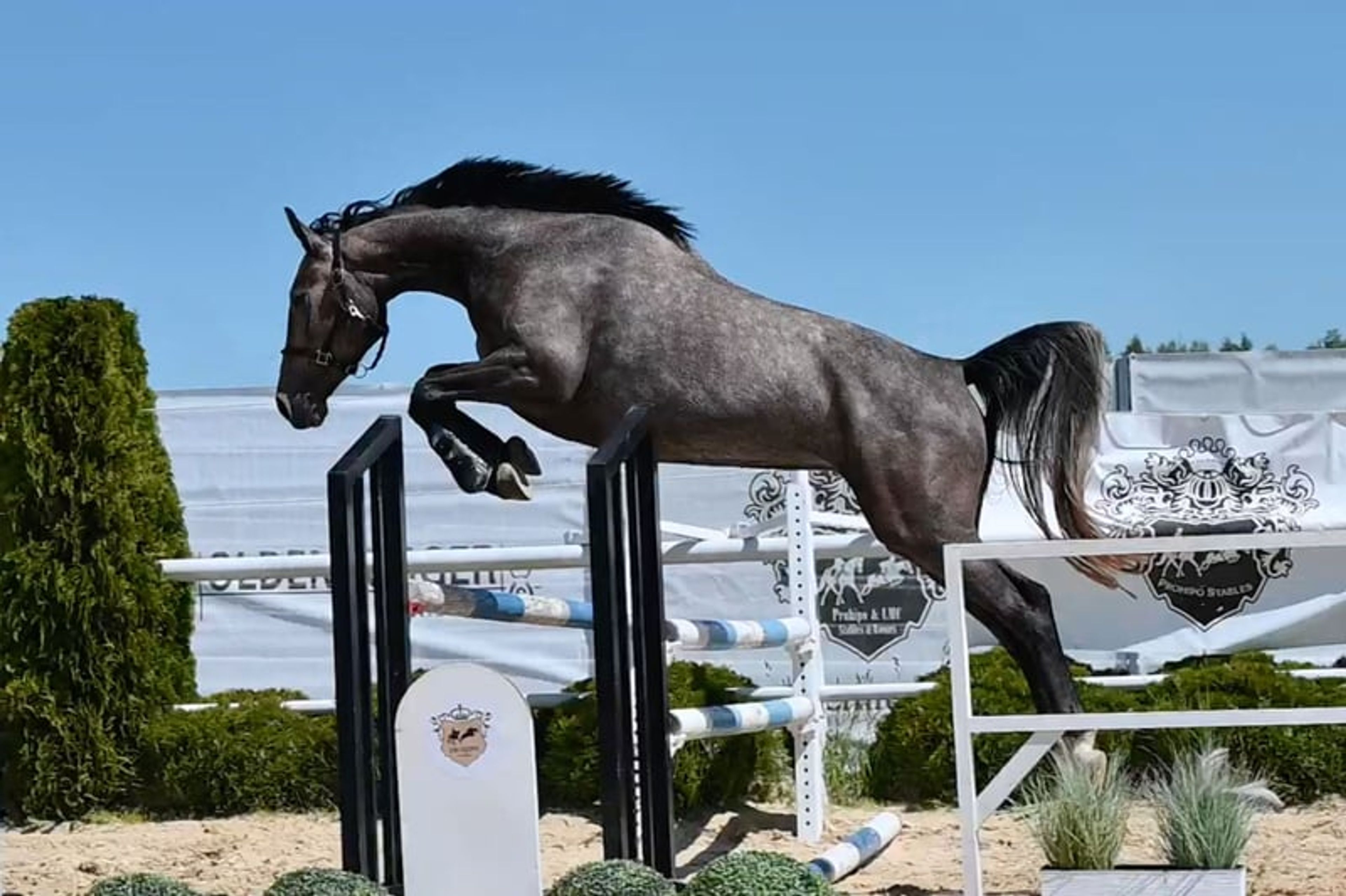 Mare, born in 2022, by premium stallion Bingo Boy / Comme il faut / Voltaire - Image 4
