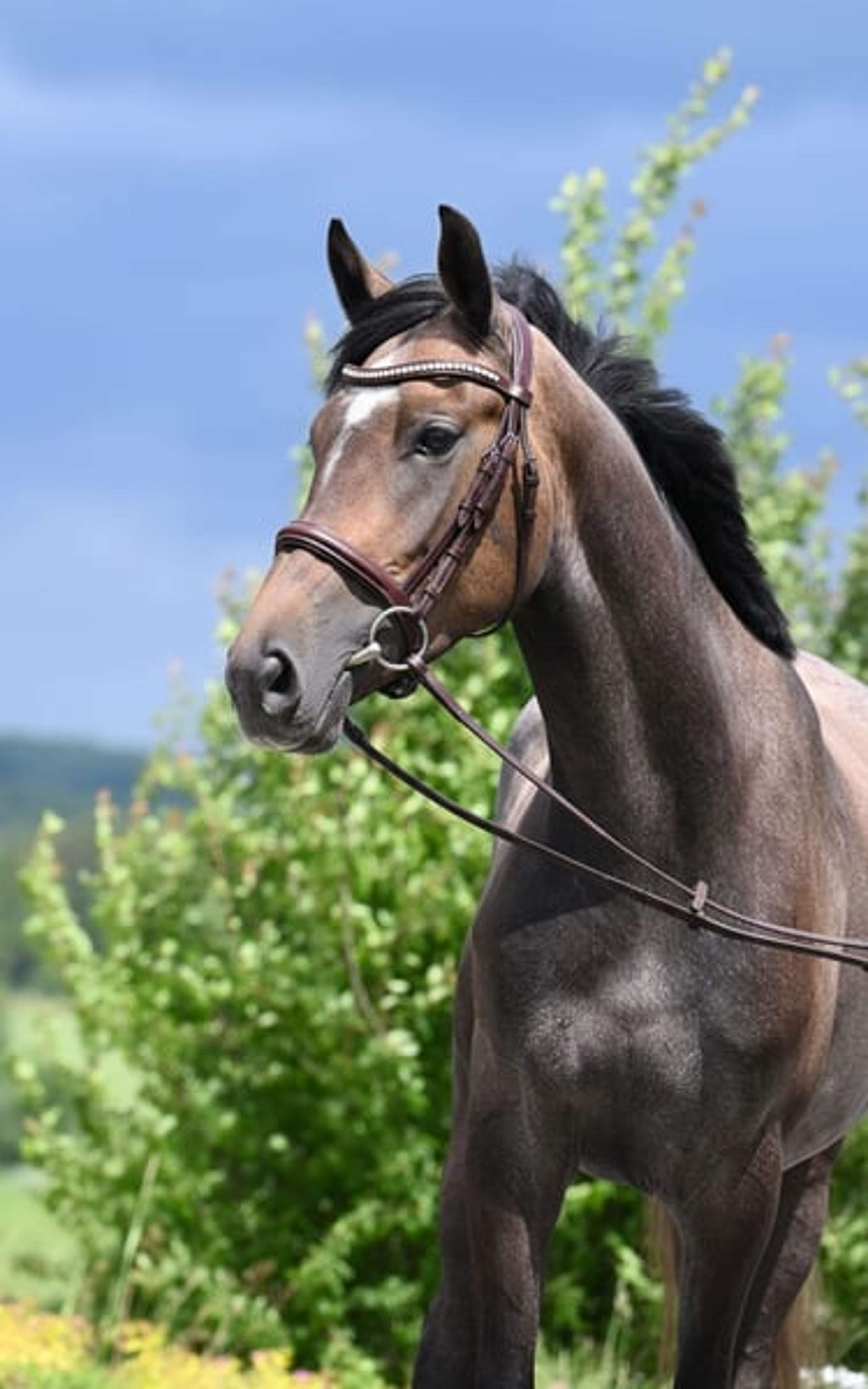 Mare, born in 2022, by premium stallion Bingo Boy / Comme il faut / Voltaire - Image 5