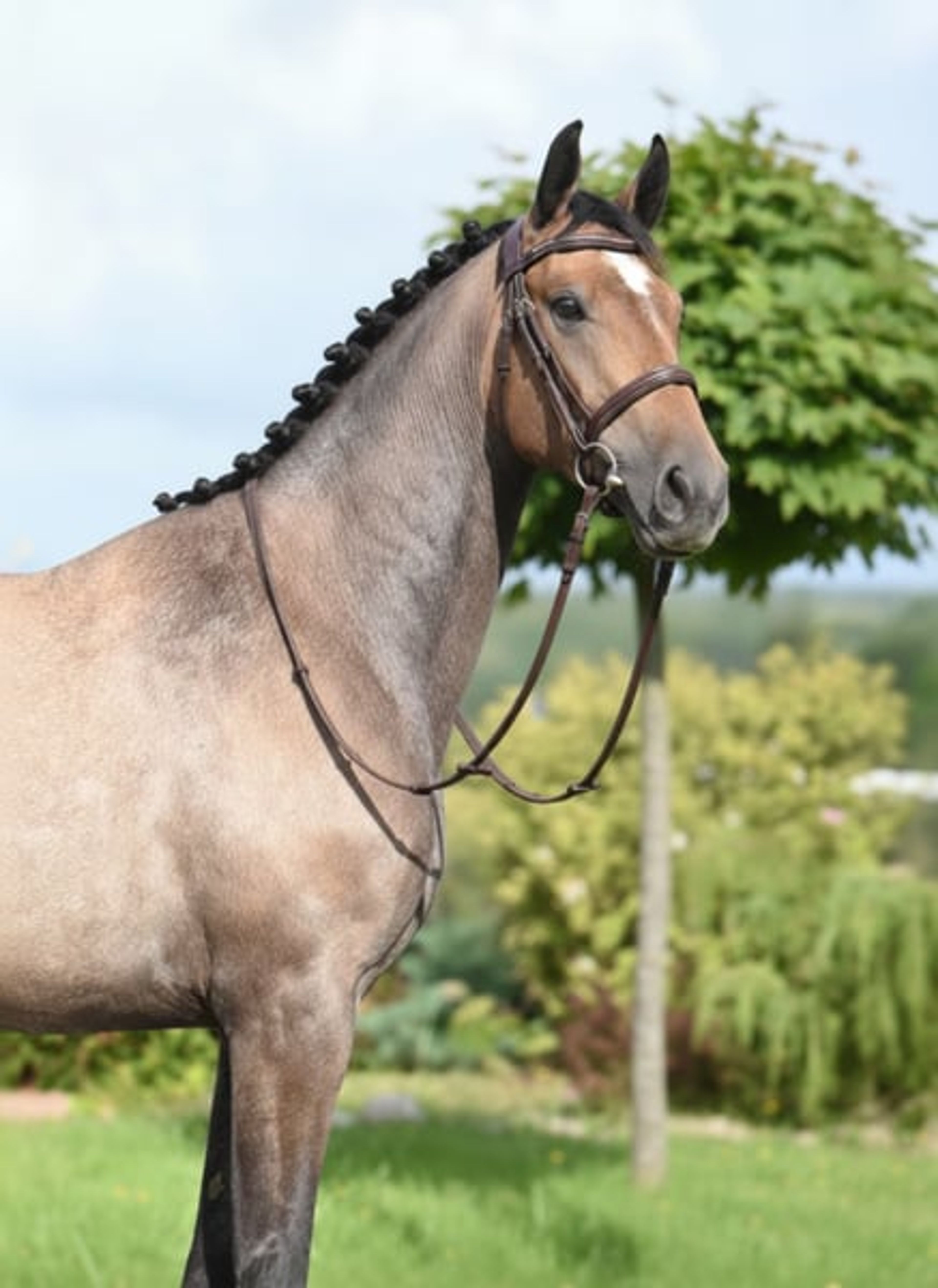 Mare, born in 2022, by premium stallion Bingo Boy / Comme il faut / Voltaire - Image 6