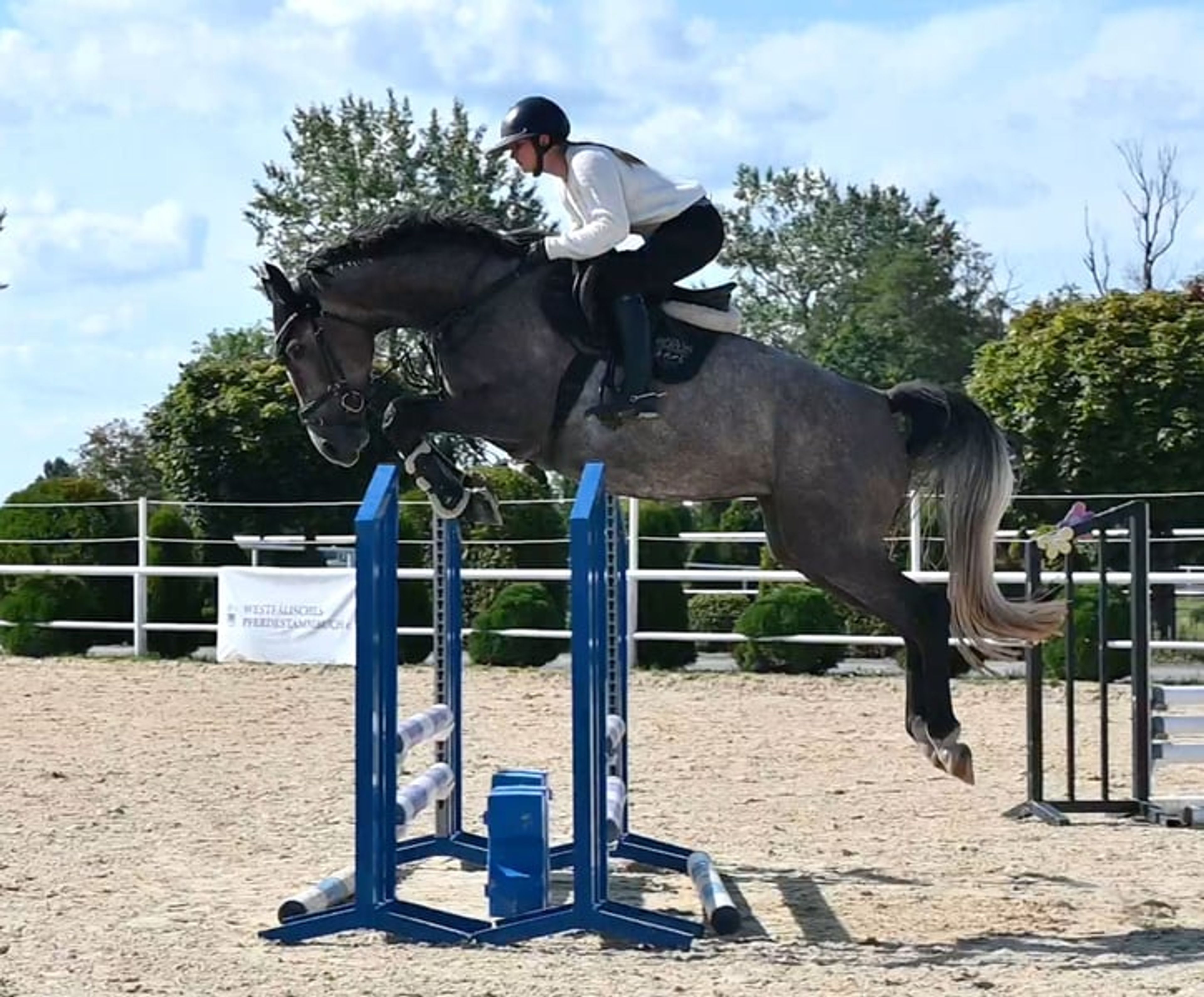 Mare, born in 2022, by premium stallion Bingo Boy / Comme il faut / Voltaire - Image 7