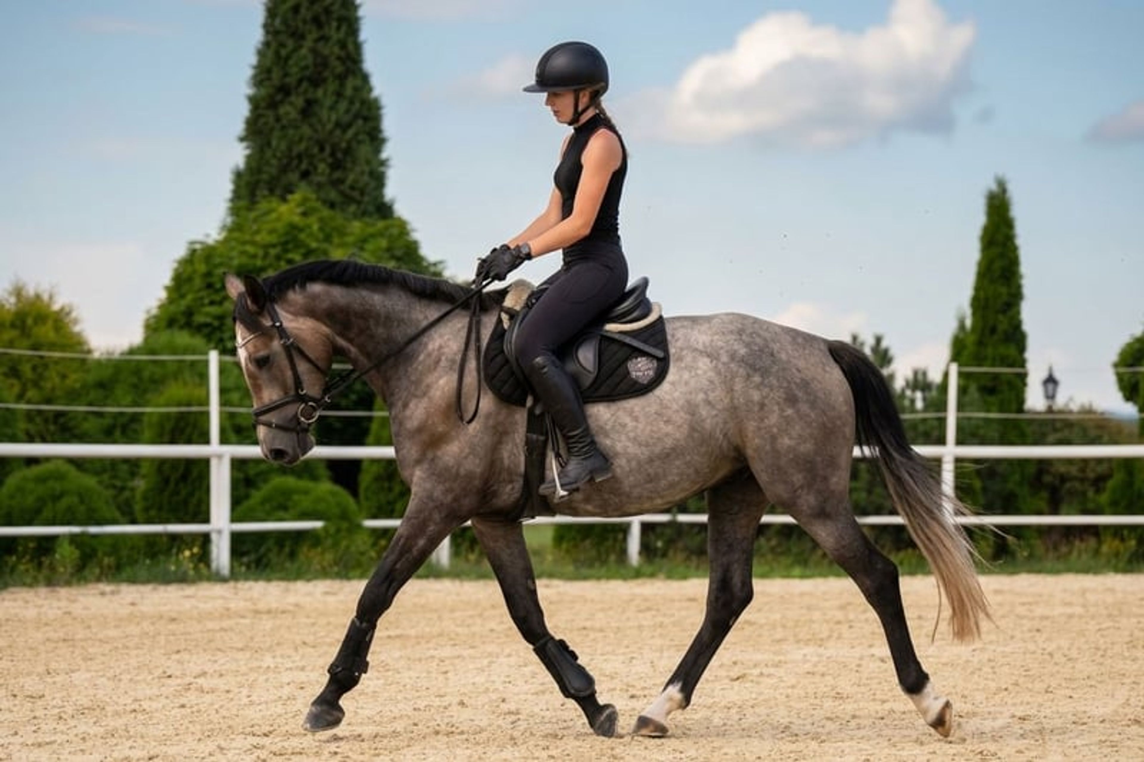 Mare, born in 2022, by premium stallion Bingo Boy / Comme il faut / Voltaire - Image 8