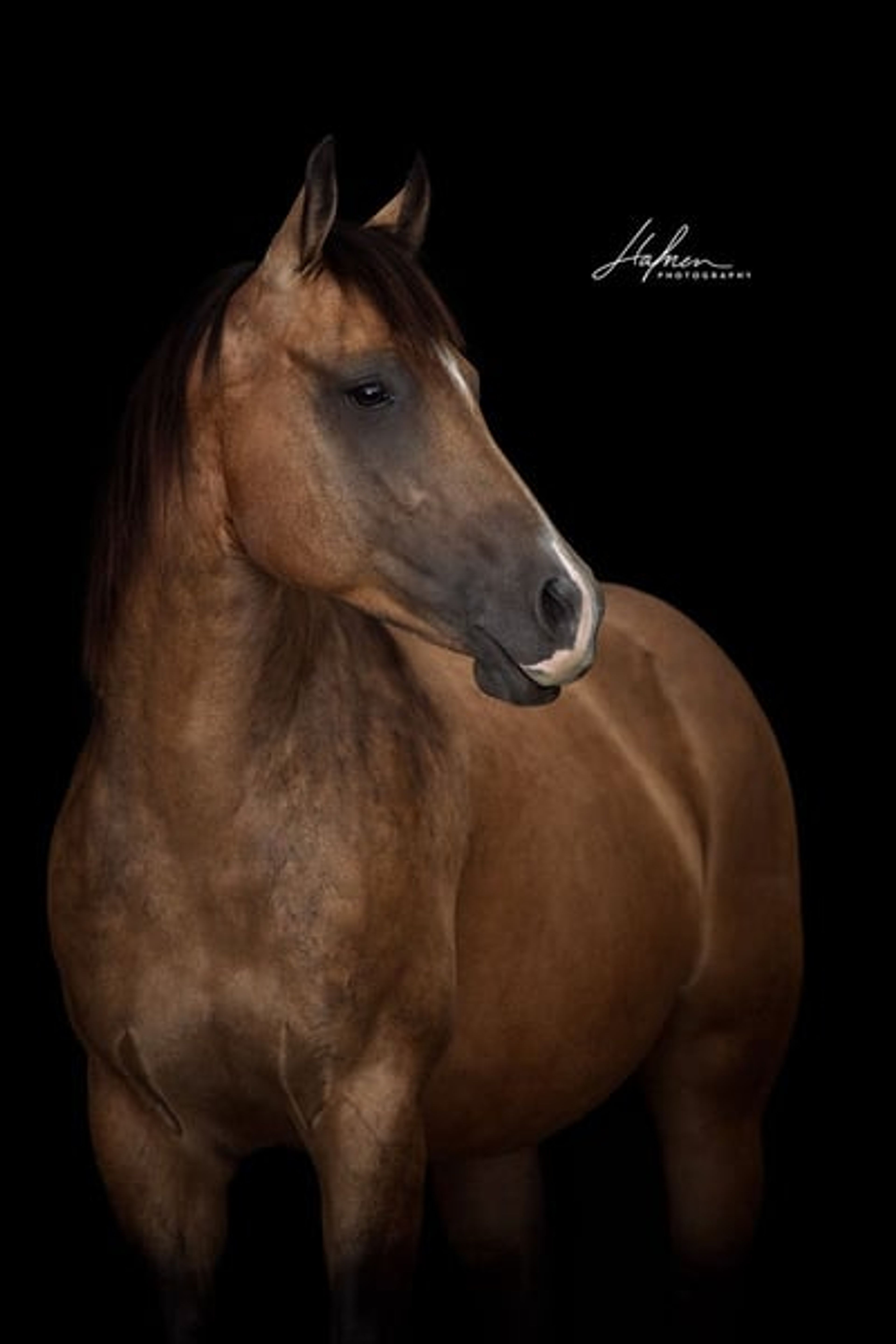 Wonderful Quarter Horse broodmare with a great temperament.