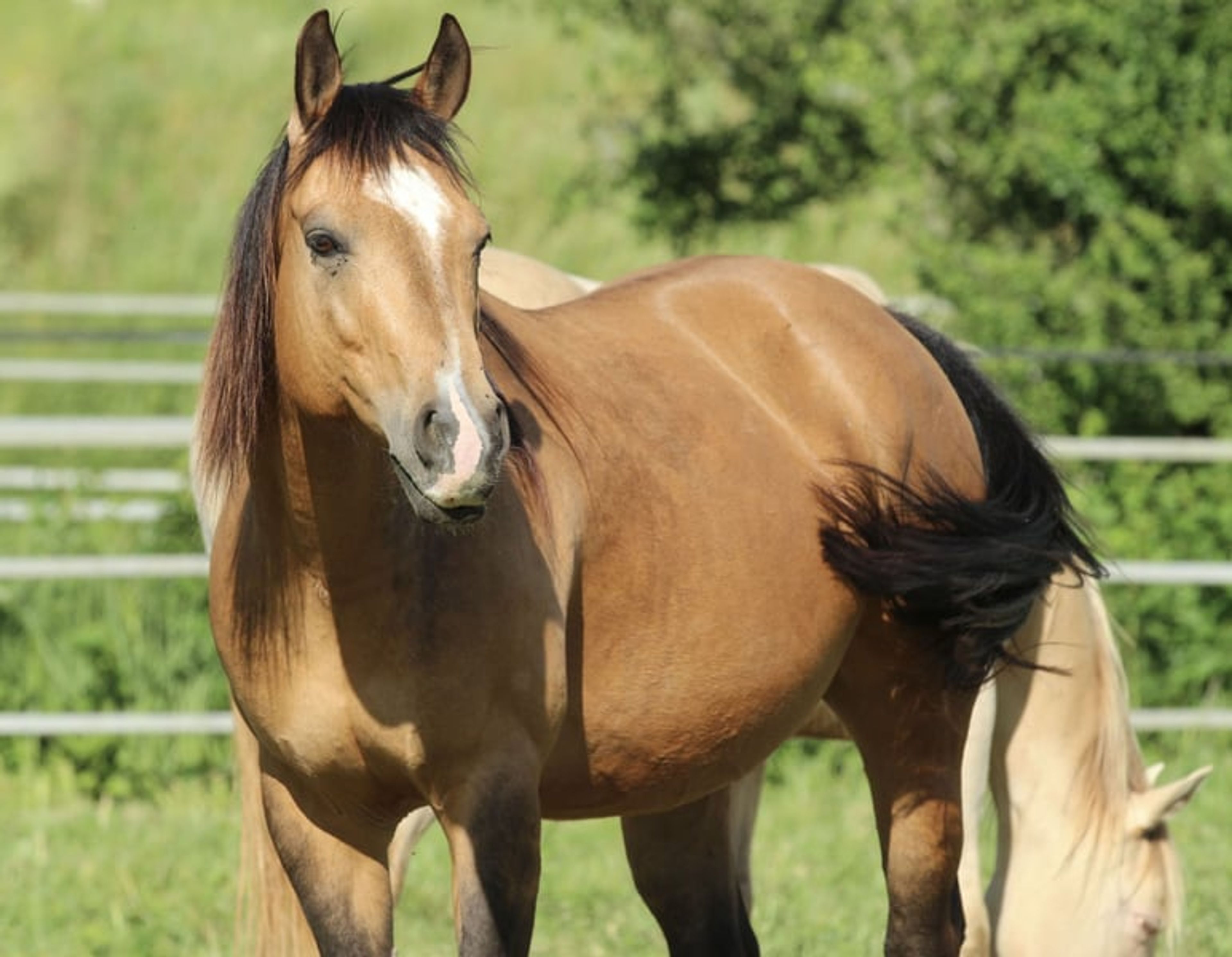 Wonderful Quarter Horse broodmare with a great temperament. - Image 2