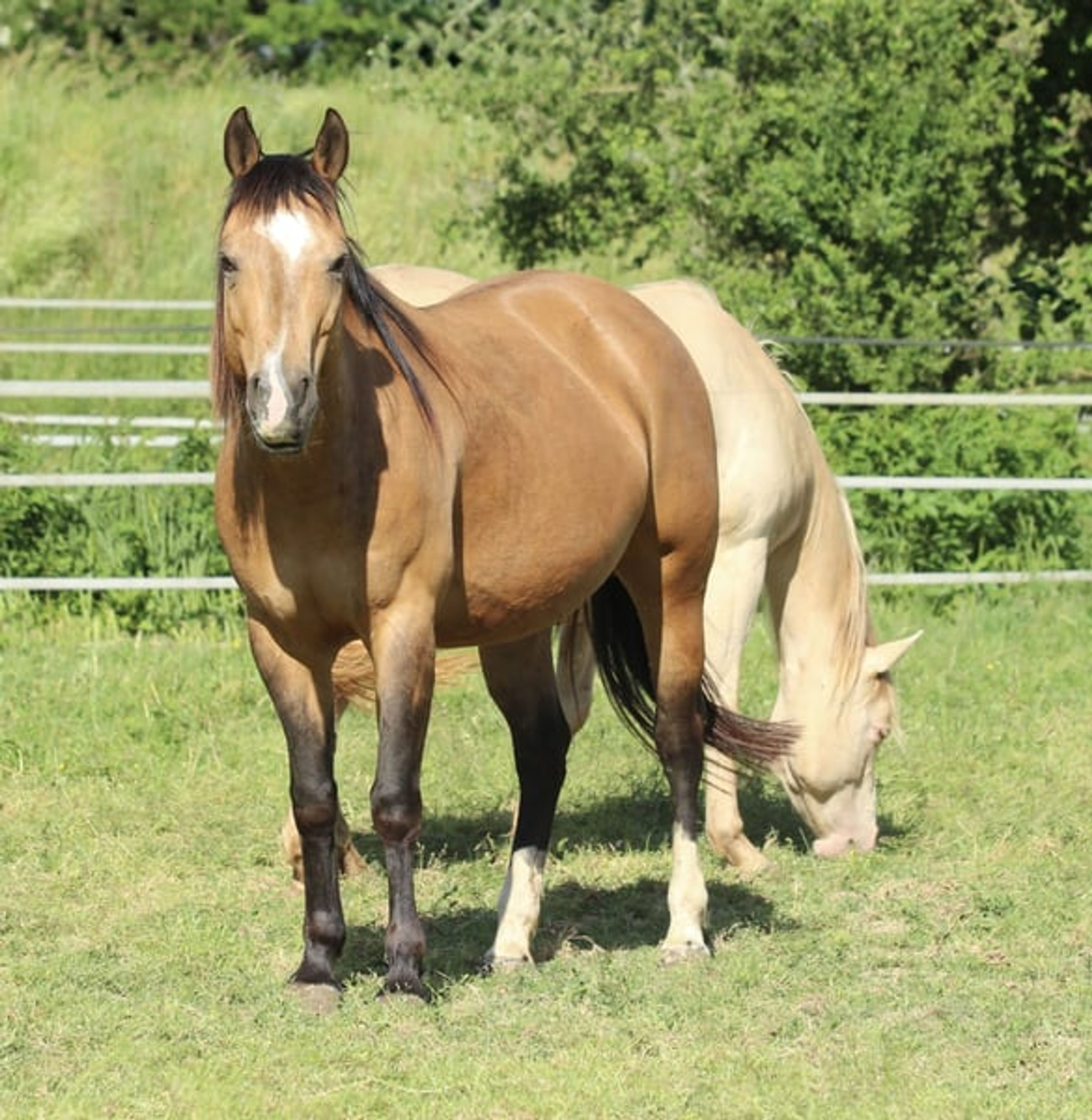 Wonderful Quarter Horse broodmare with a great temperament. - Image 3