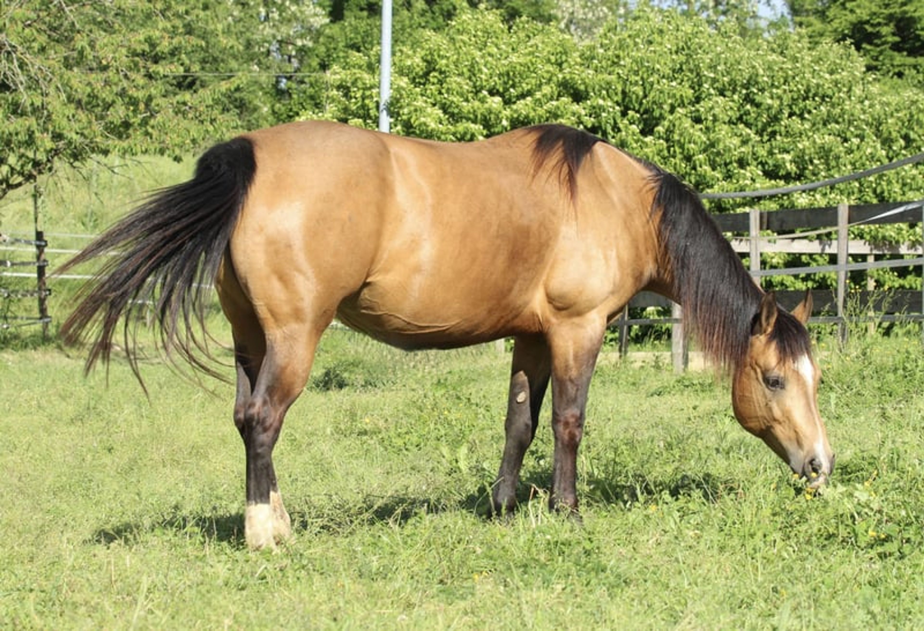 Wonderful Quarter Horse broodmare with a great temperament. - Image 4