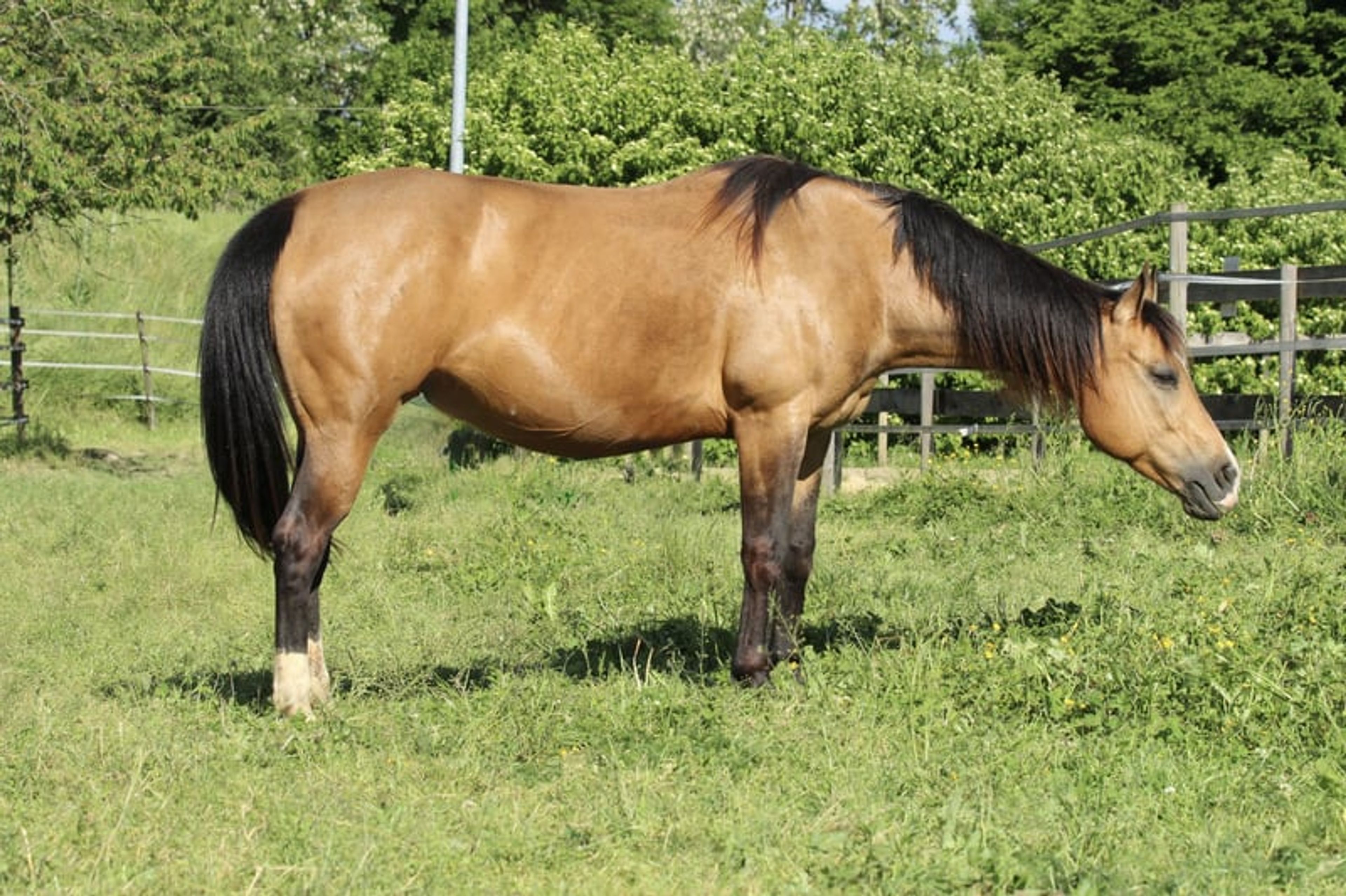 Wonderful Quarter Horse broodmare with a great temperament. - Image 5