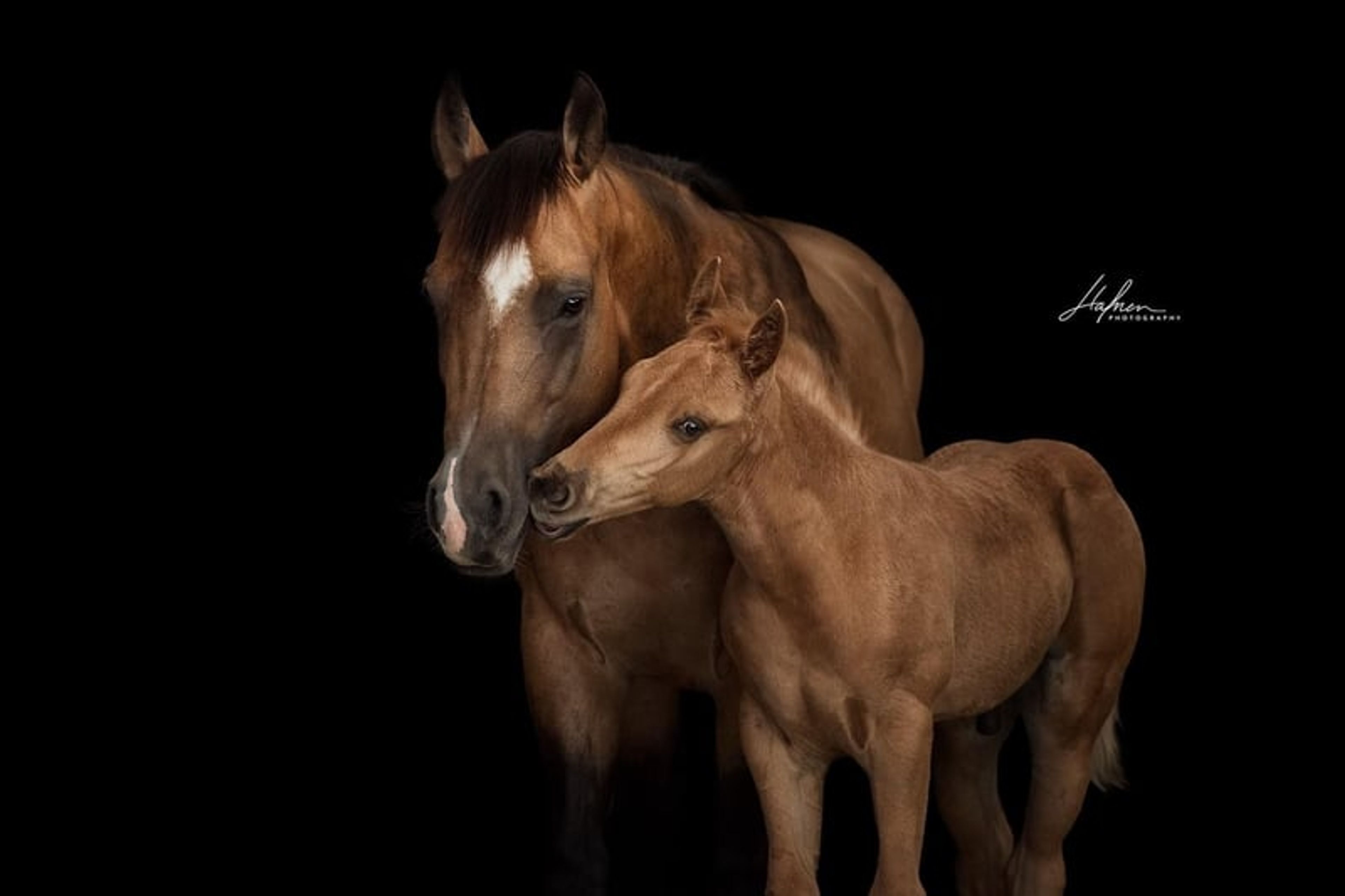 Wonderful Quarter Horse broodmare with a great temperament. - Image 6