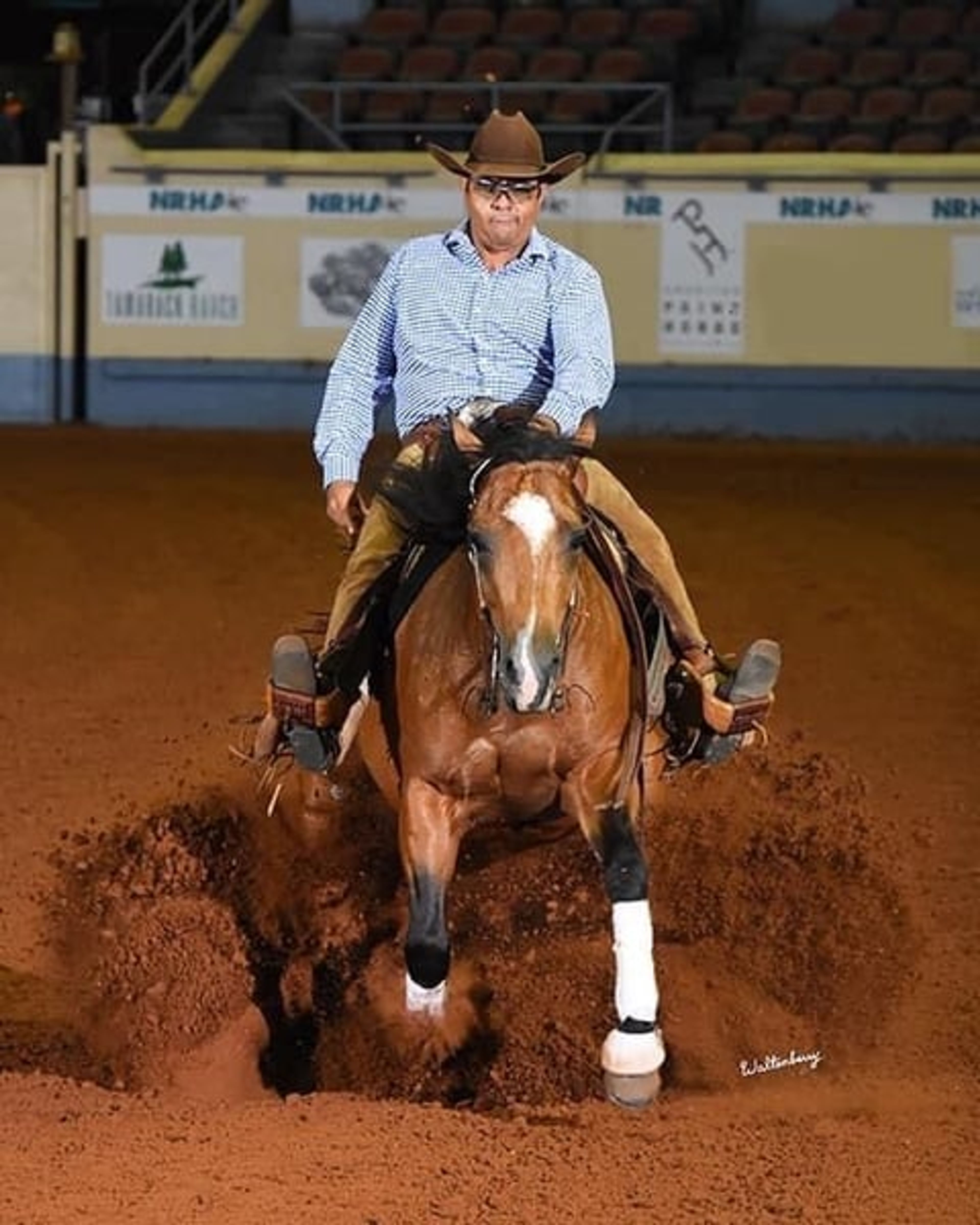 Wonderful Quarter Horse broodmare with a great temperament. - Image 7